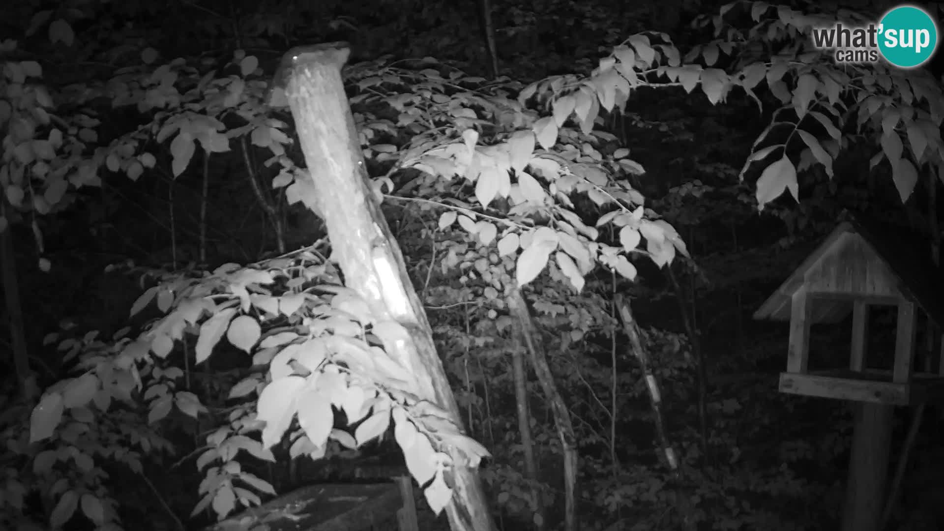 Bird feeders at ZOO Ljubljana webcam