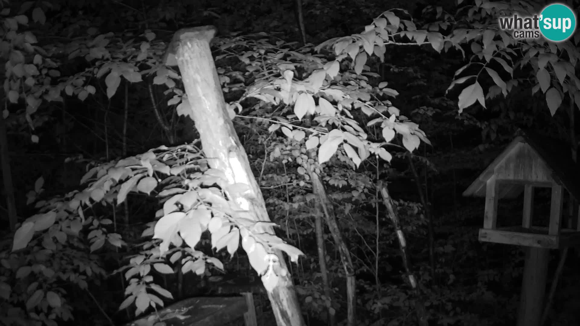 Bird feeders at ZOO Ljubljana webcam