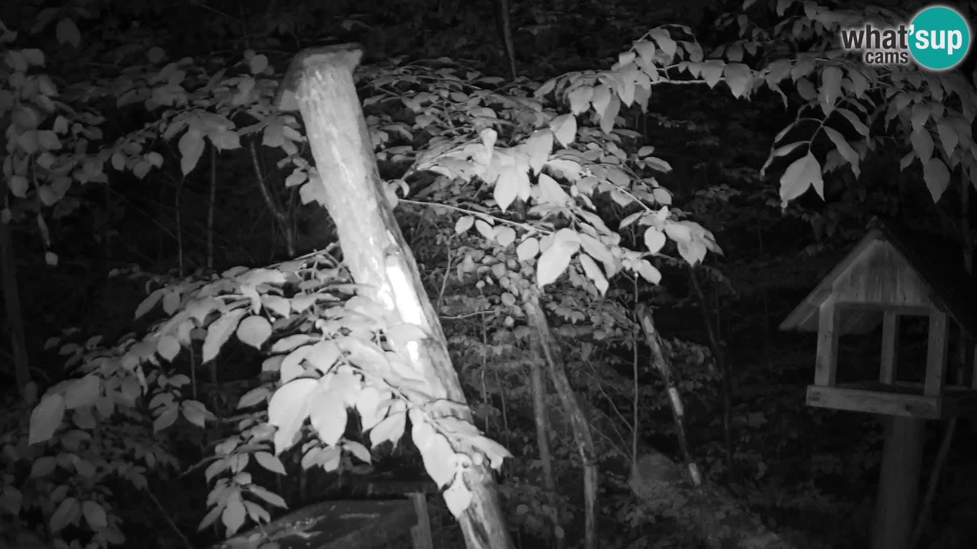 Mangiatoie per uccelli allo ZOO di Lubiana livecam