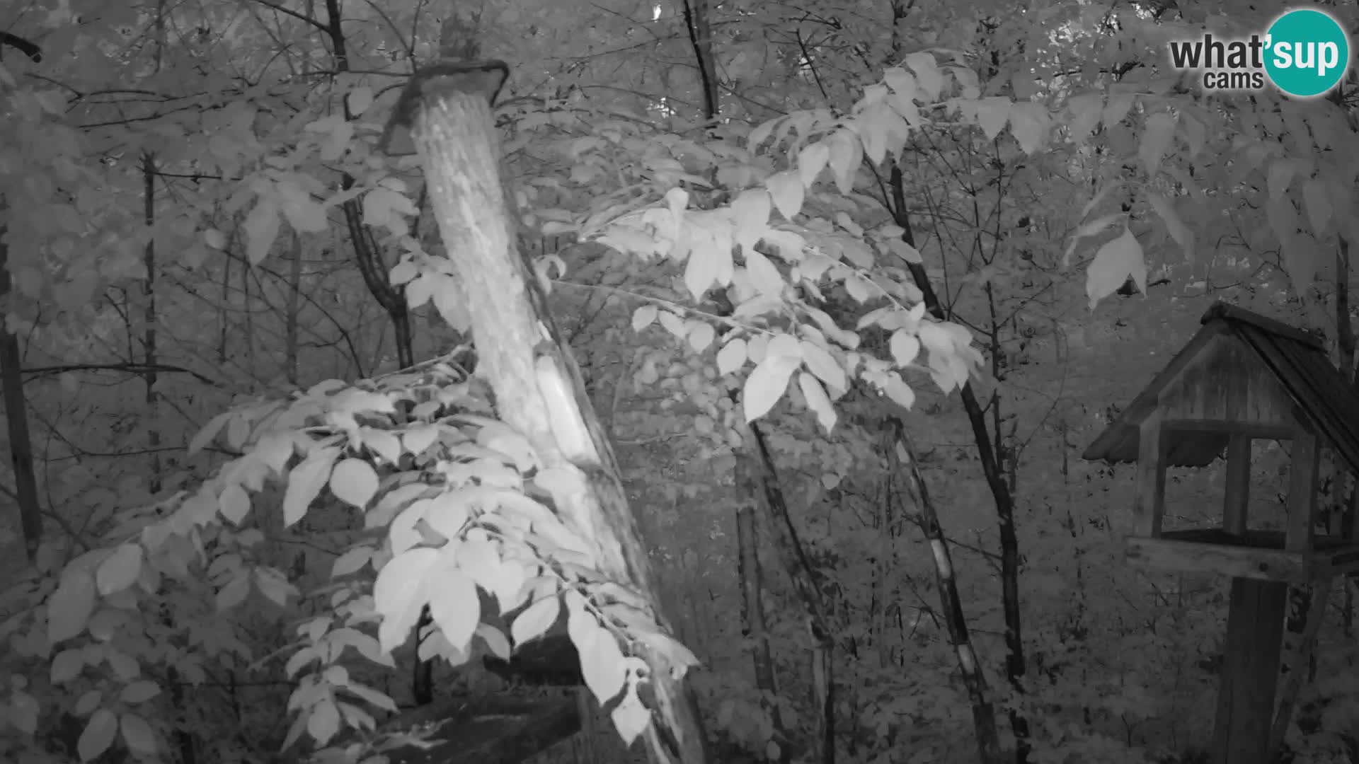 Bird feeders at ZOO Ljubljana webcam