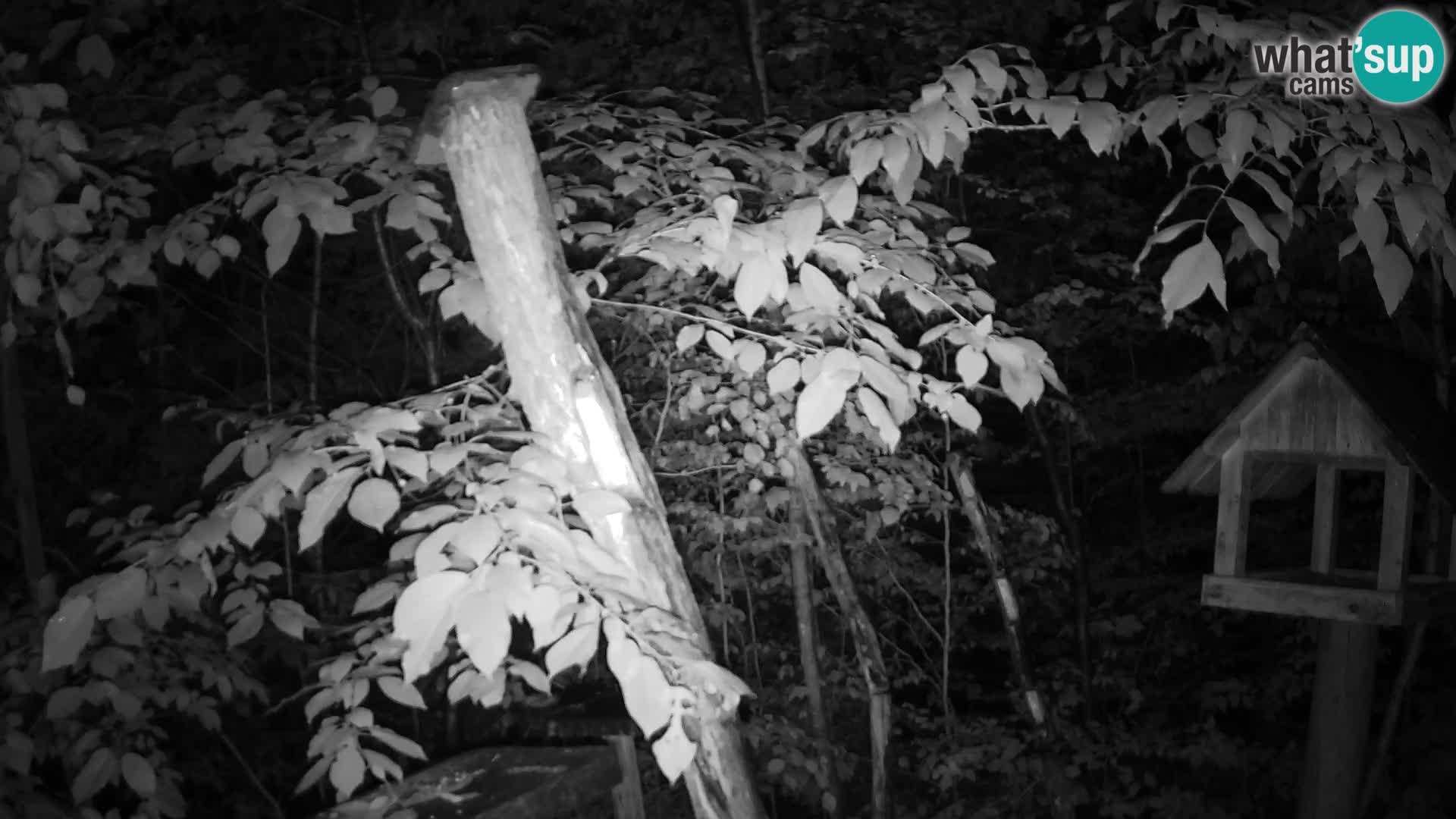 Bird feeders at ZOO Ljubljana webcam