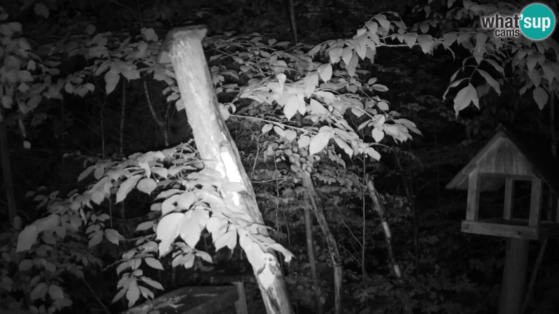 Mangiatoie per uccelli allo ZOO di Lubiana livecam