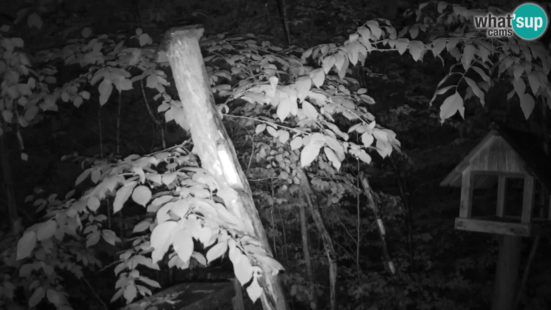 Bird feeders at ZOO Ljubljana webcam