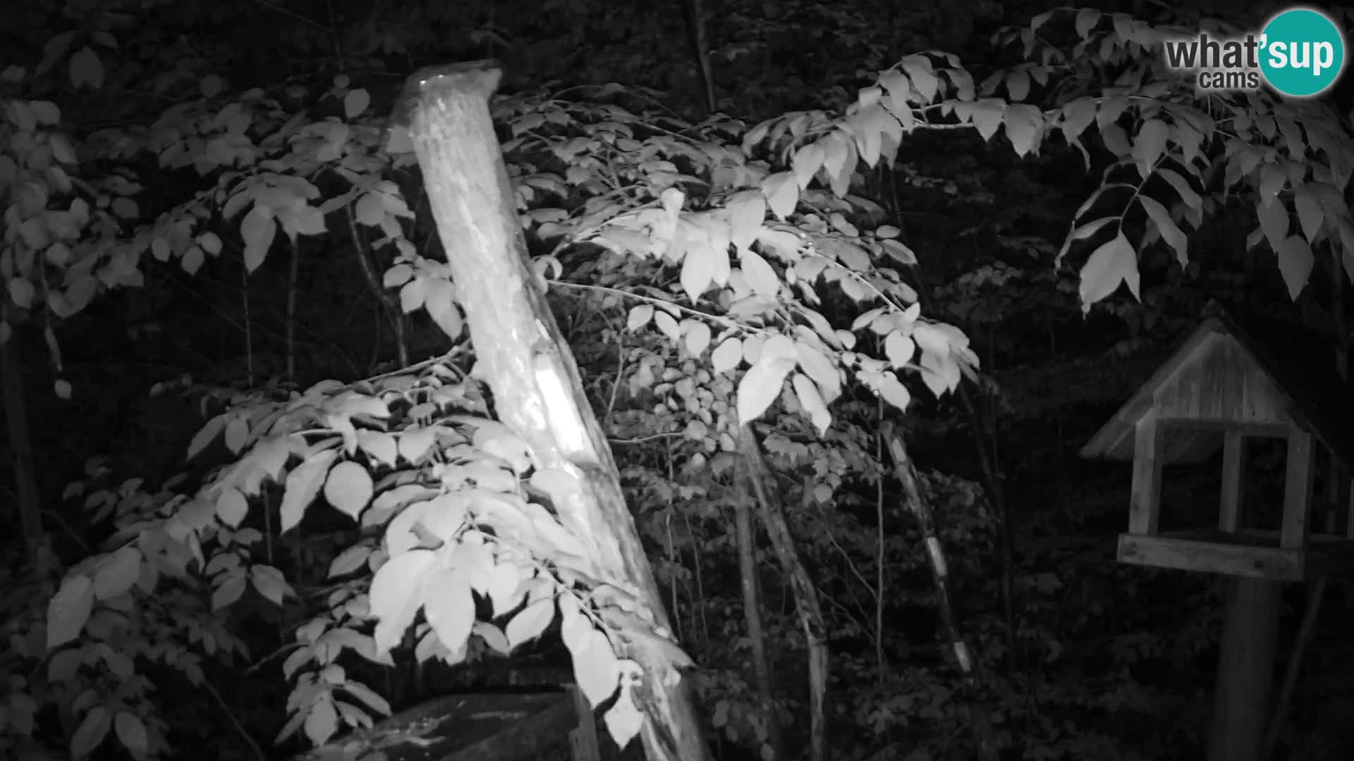 Bird feeders at ZOO Ljubljana webcam