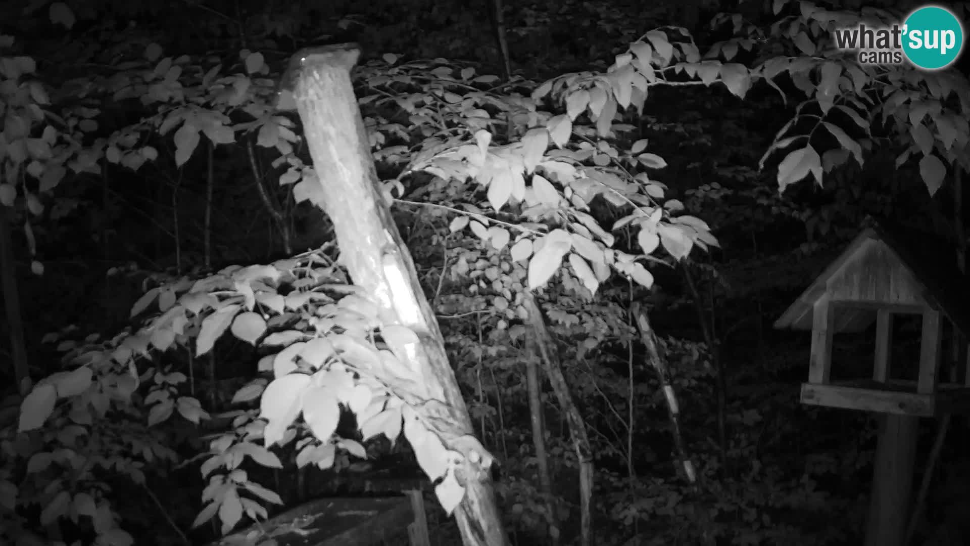 Mangiatoie per uccelli allo ZOO di Lubiana livecam
