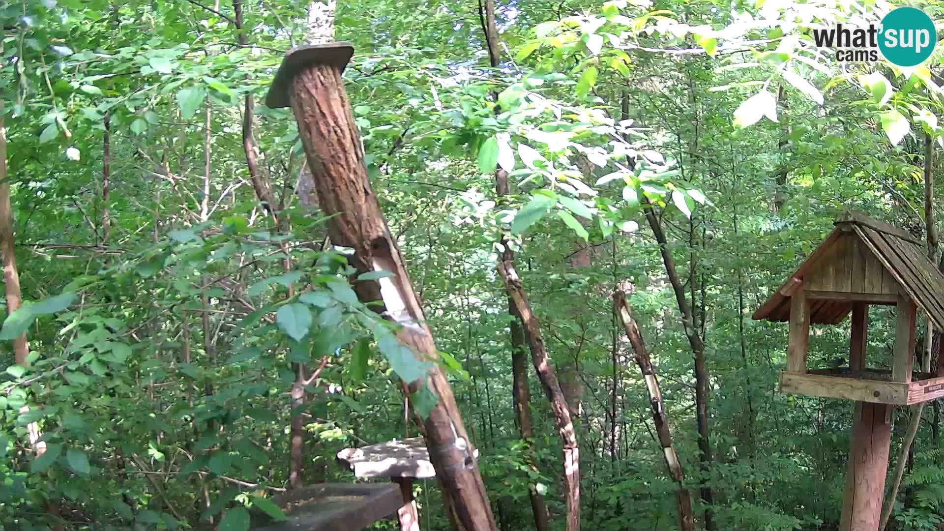 Bird feeders at ZOO Ljubljana webcam