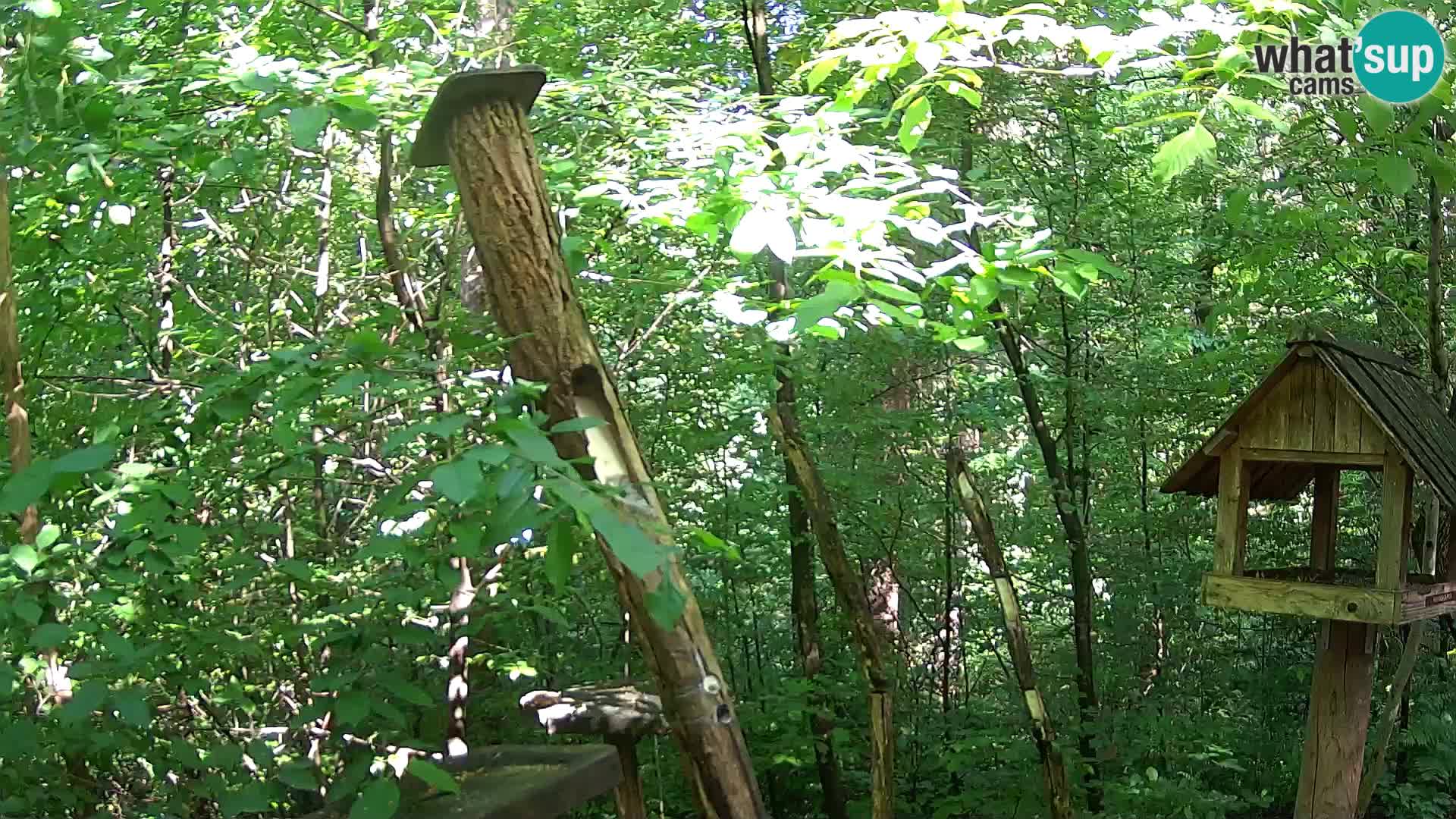 Bird feeders at ZOO Ljubljana webcam