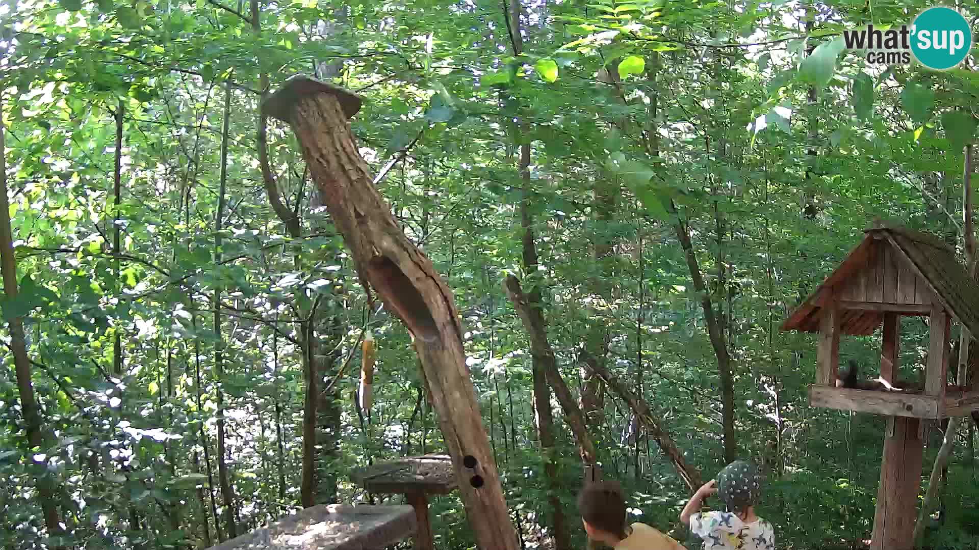 Mangeoires pour oiseaux au ZOO live webcam Ljubljana