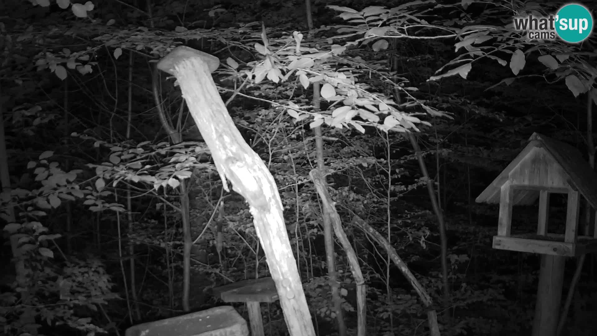 Bird feeders at ZOO Ljubljana webcam
