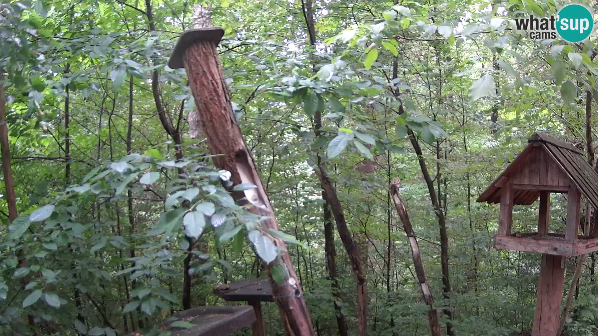 Bird feeders at ZOO Ljubljana webcam