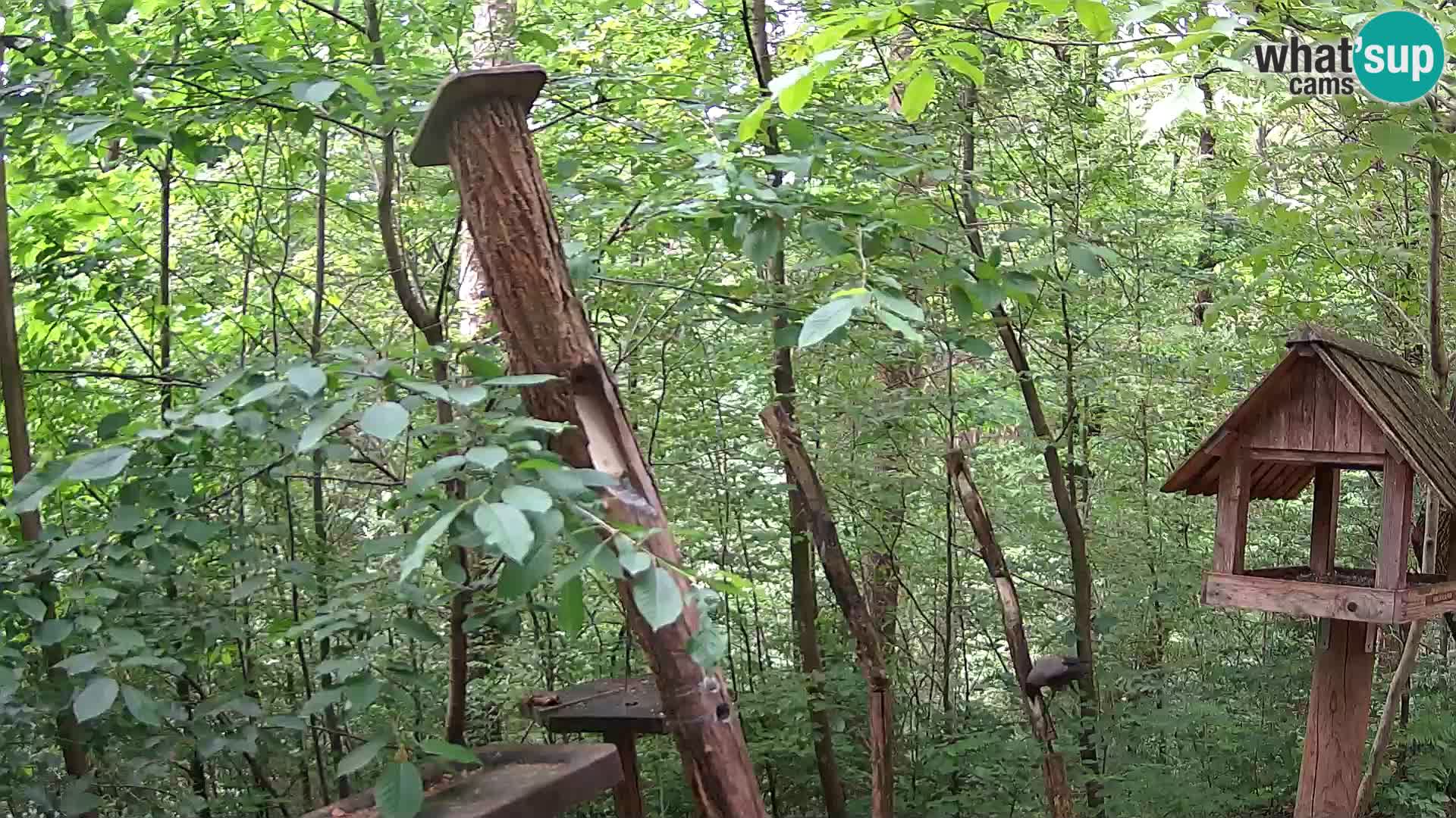Vogelfutterhäuschen im ZOO webcam Ljubljana