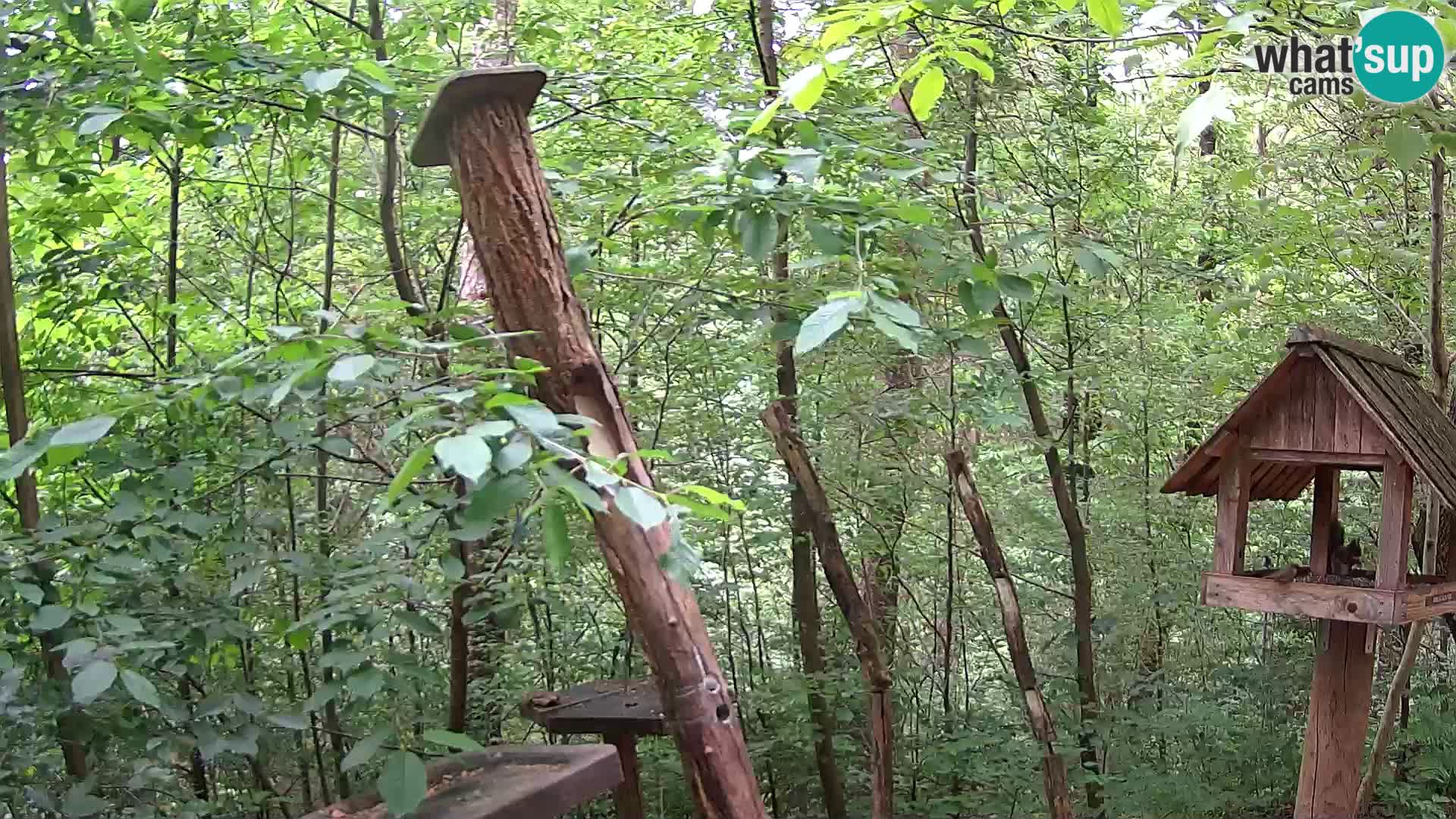 Vogelfutterhäuschen im ZOO webcam Ljubljana