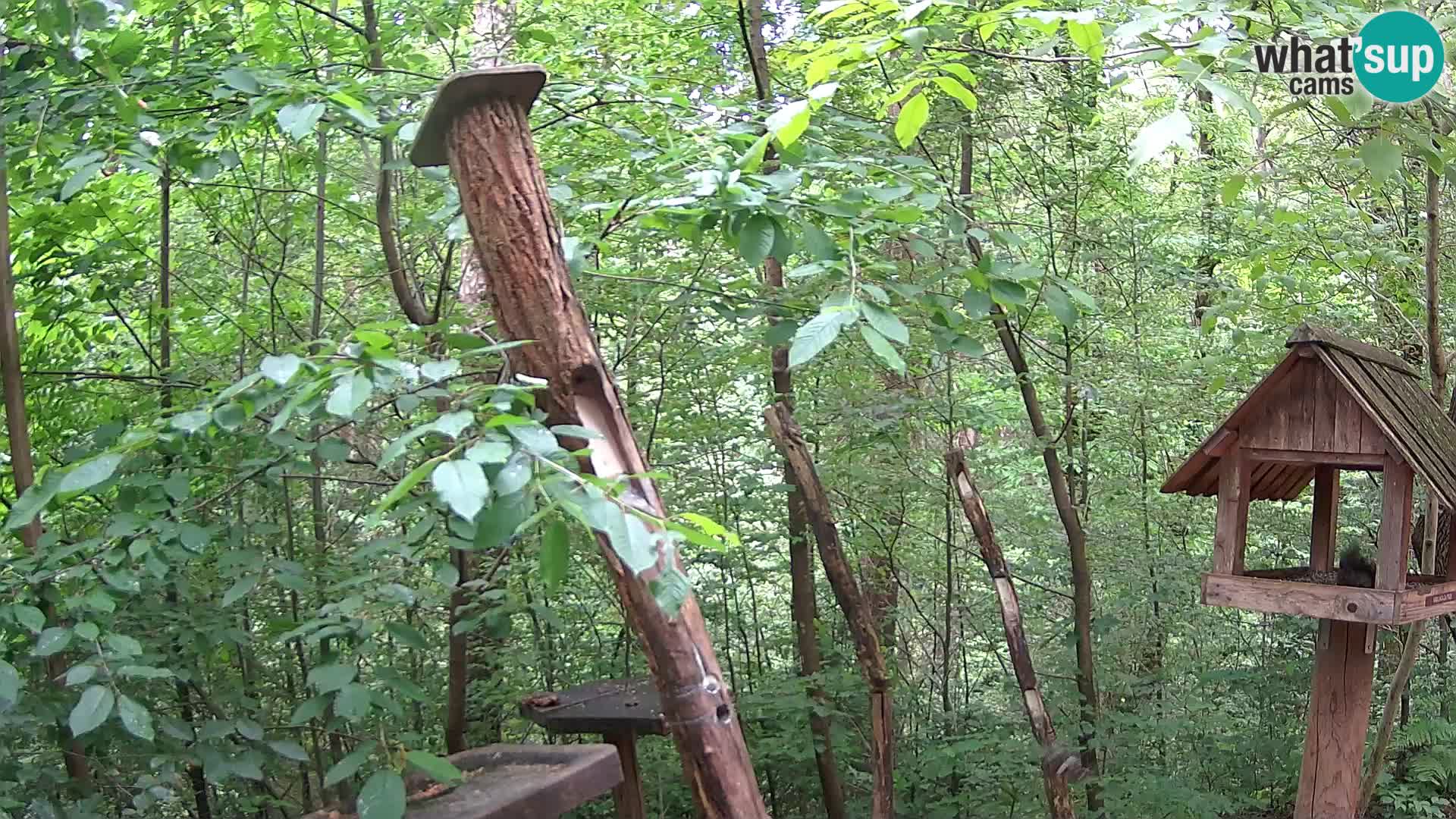 Krmilnice za ptiče v ZOO Ljubljana spletna kamera
