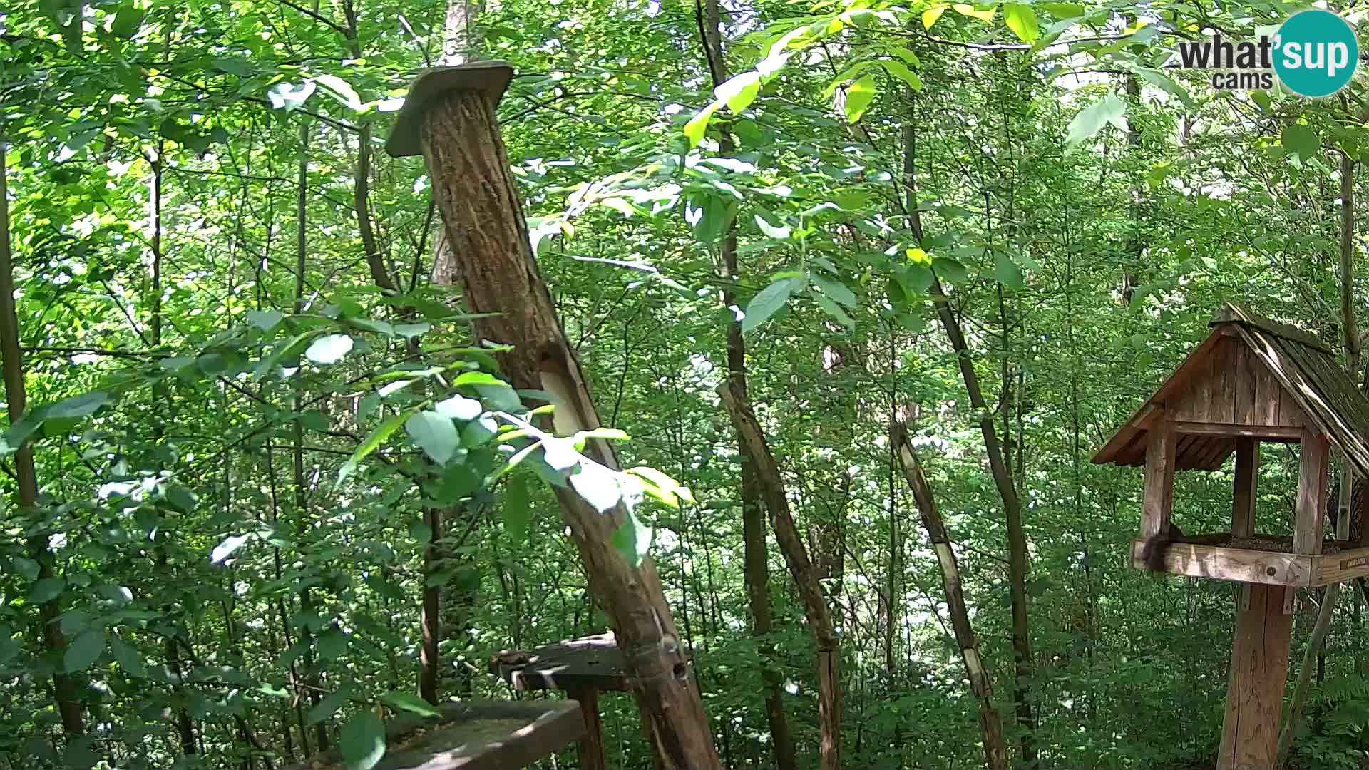 Bird feeders at ZOO Ljubljana webcam