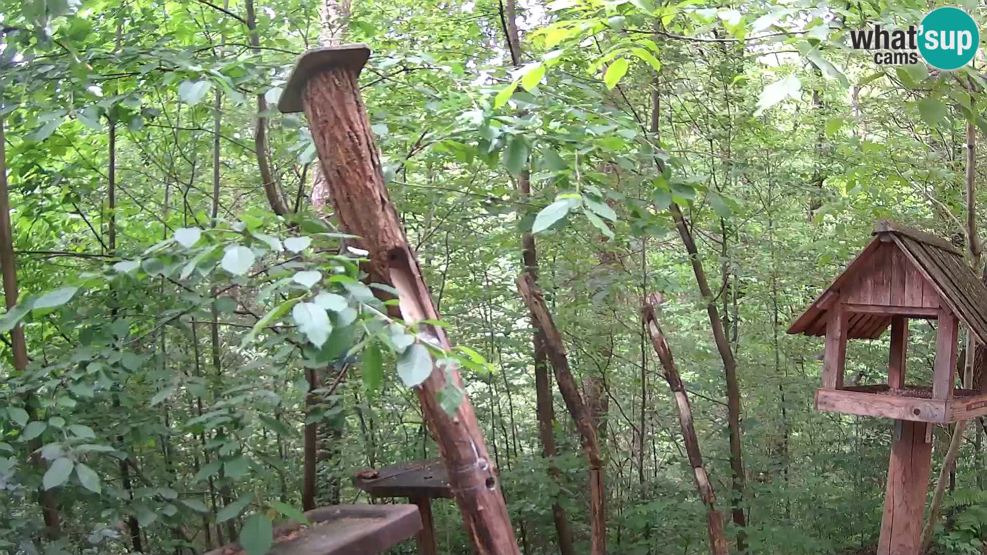 Mangiatoie per uccelli allo ZOO di Lubiana livecam