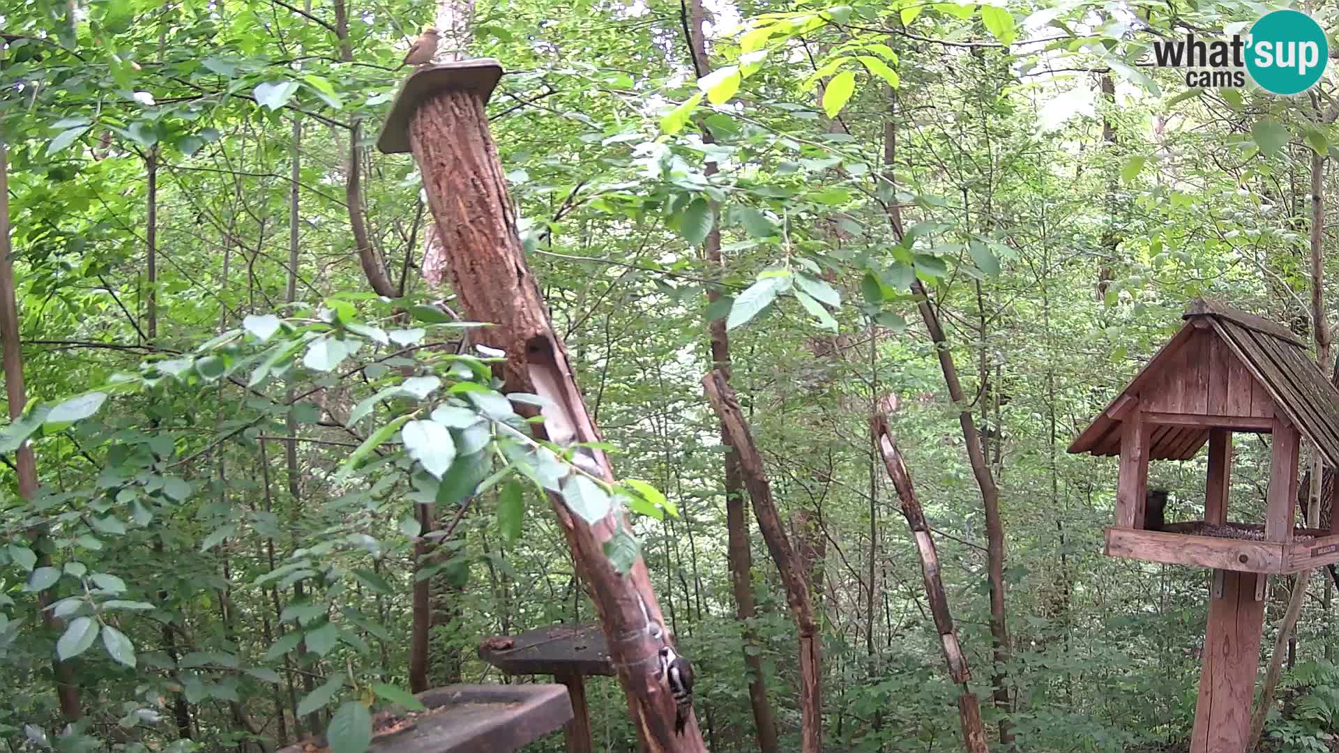 Bird feeders at ZOO Ljubljana webcam