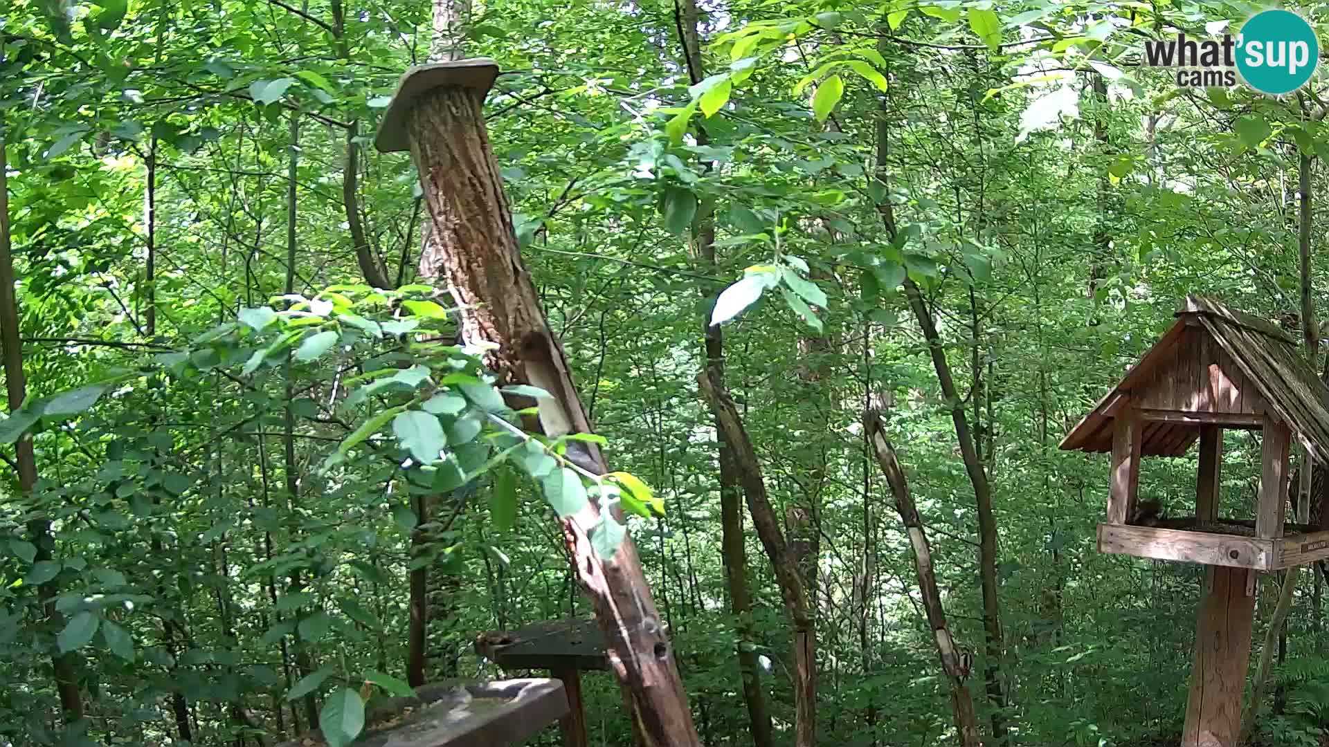 Vogelfutterhäuschen im ZOO webcam Ljubljana