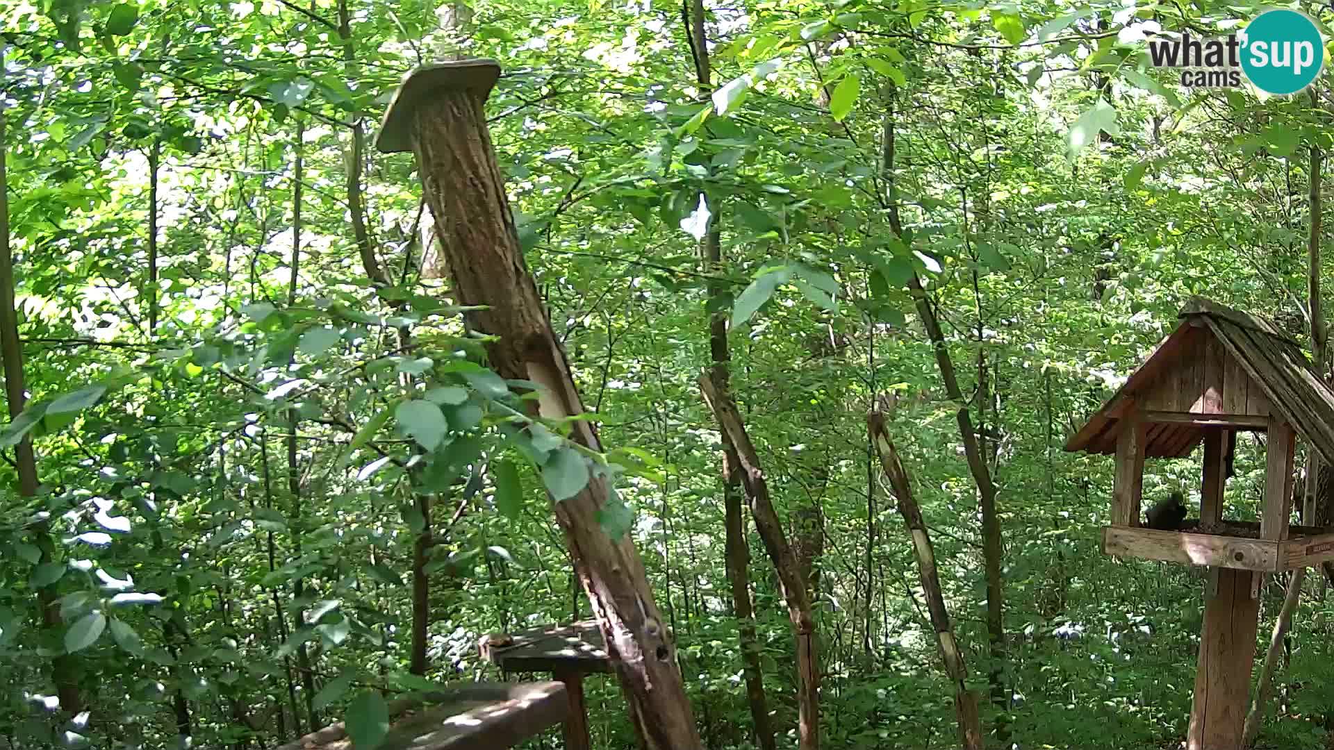 Bird feeders at ZOO Ljubljana webcam