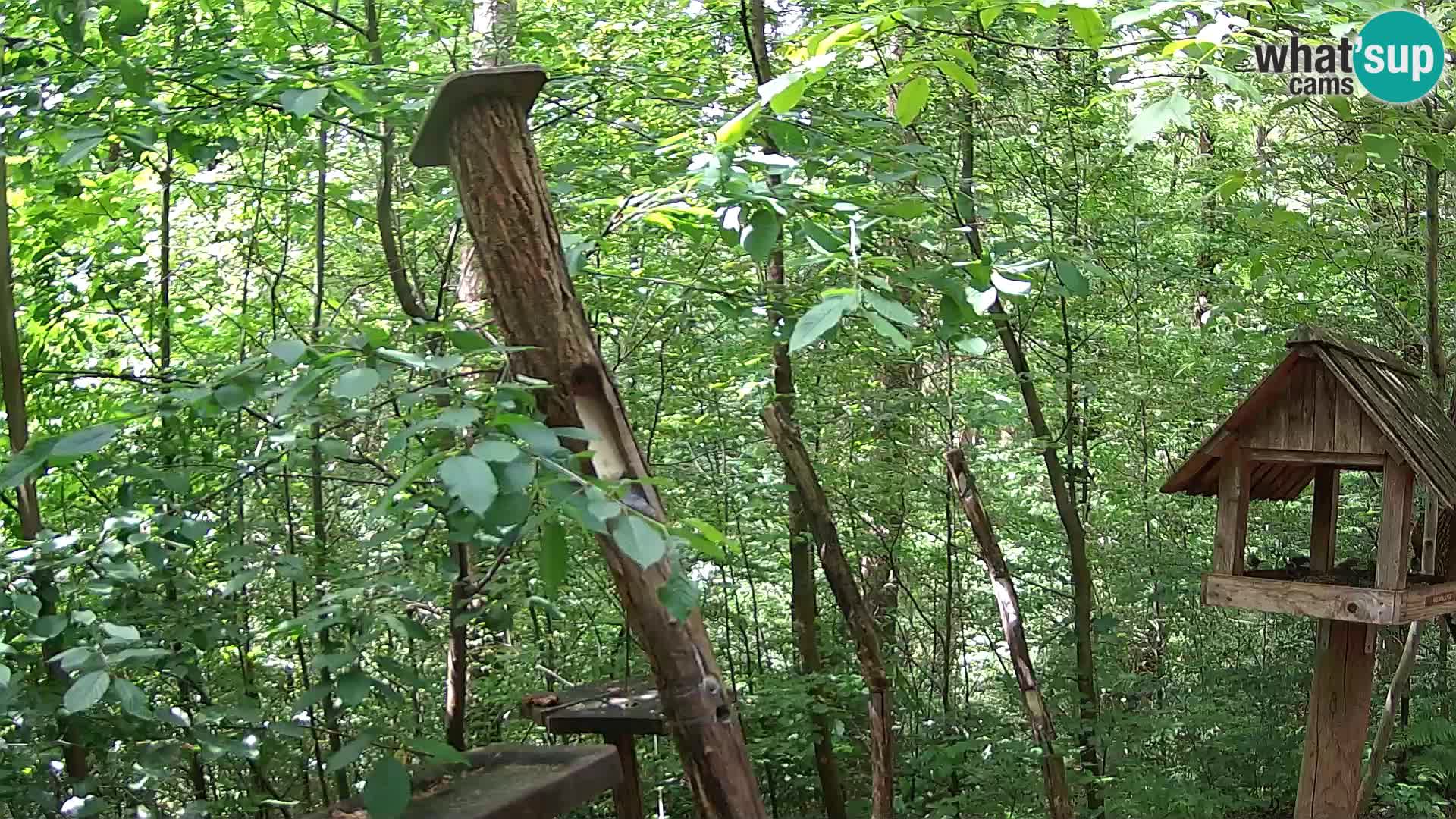 Mangeoires pour oiseaux au ZOO live webcam Ljubljana