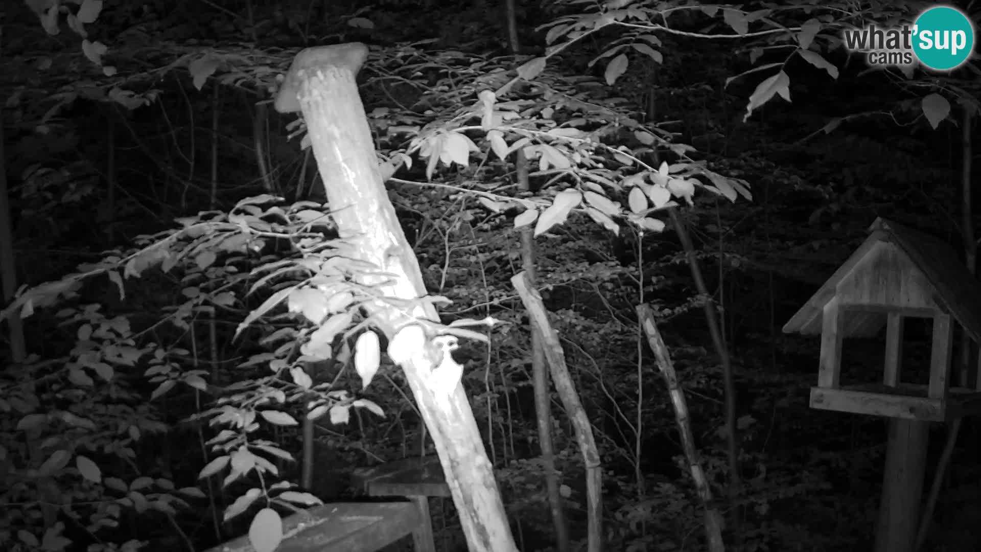 Mangiatoie per uccelli allo ZOO di Lubiana livecam