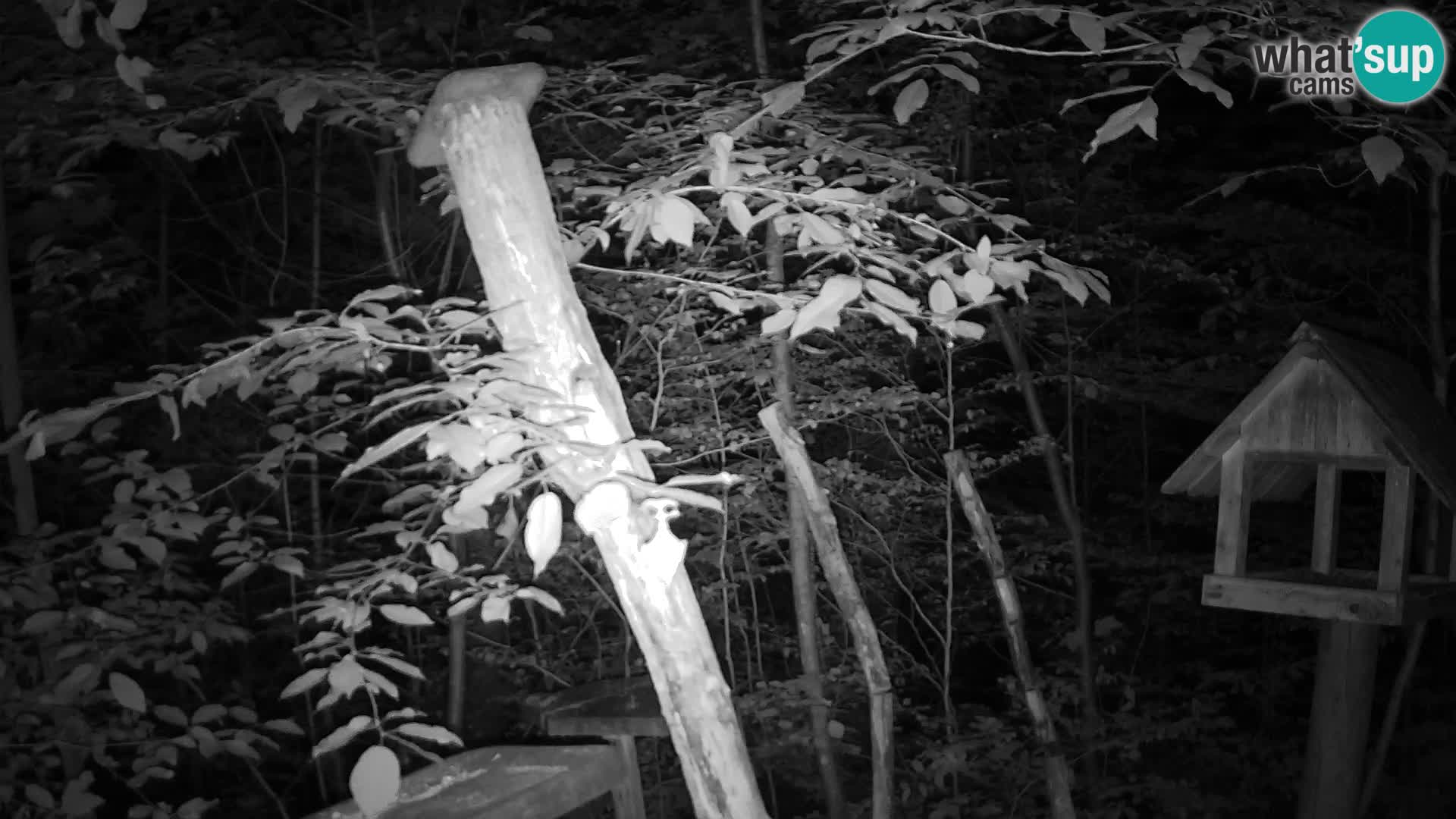 Mangiatoie per uccelli allo ZOO di Lubiana livecam