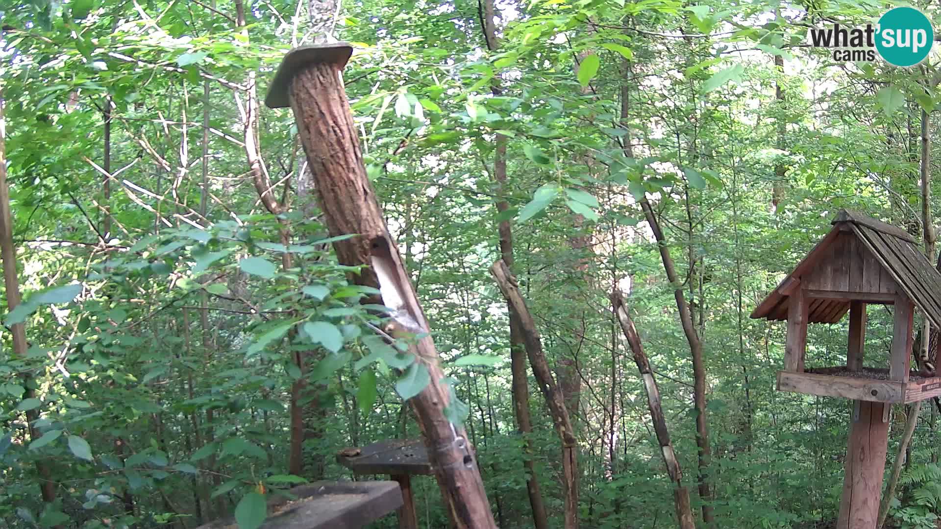 Mangeoires pour oiseaux au ZOO live webcam Ljubljana