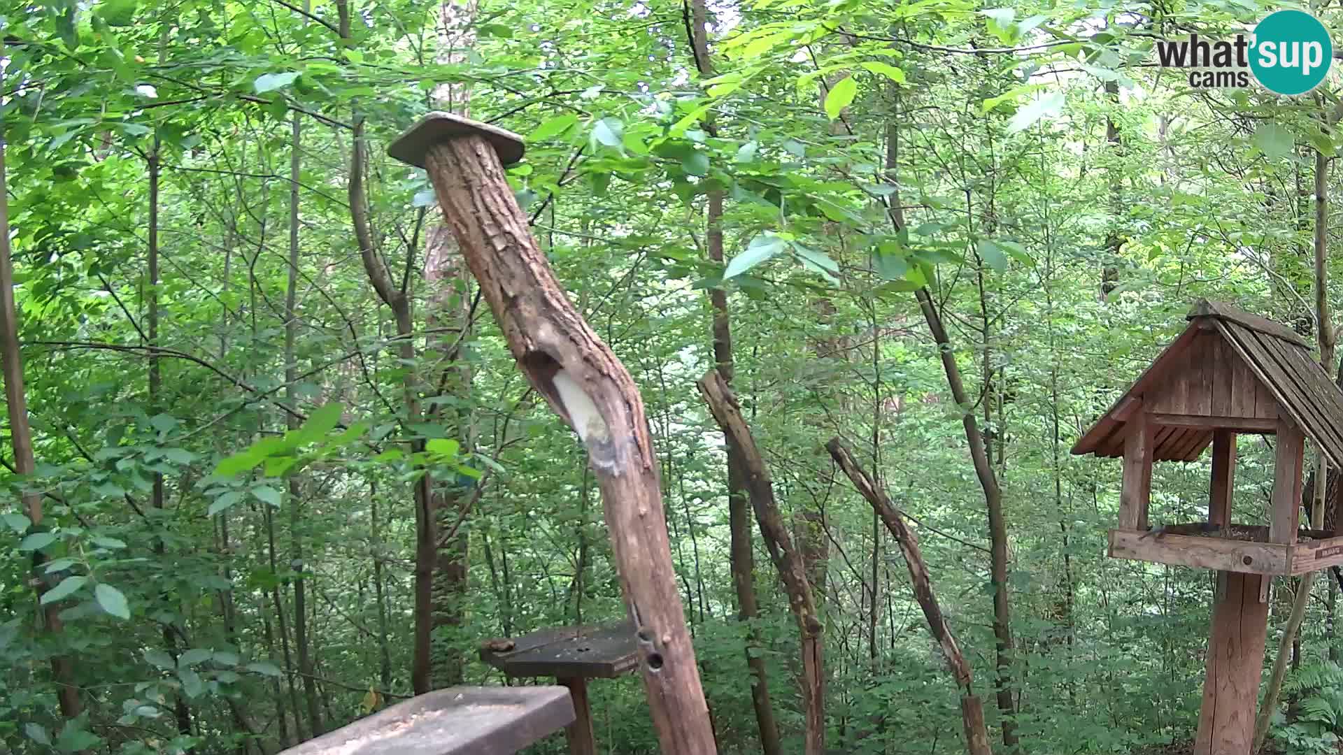 Vogelfutterhäuschen im ZOO webcam Ljubljana