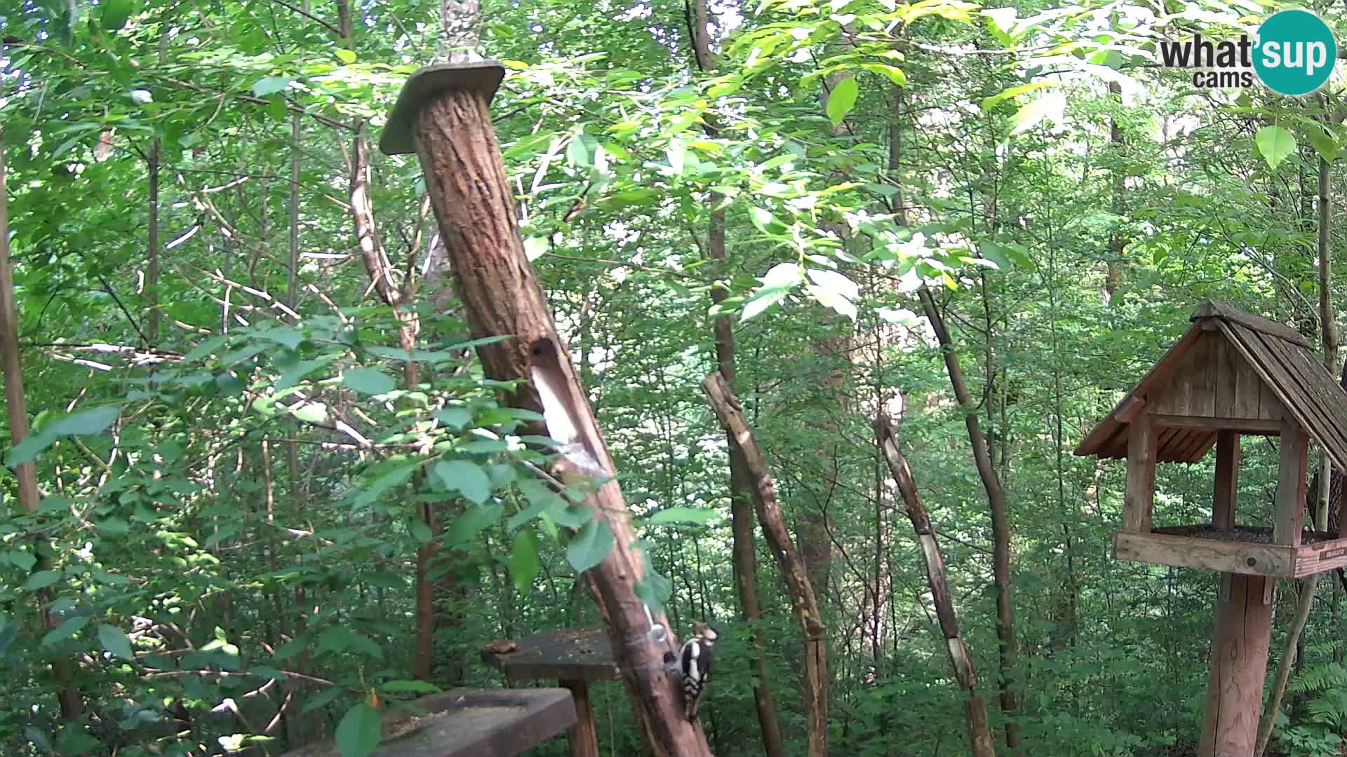 Bird feeders at ZOO Ljubljana webcam