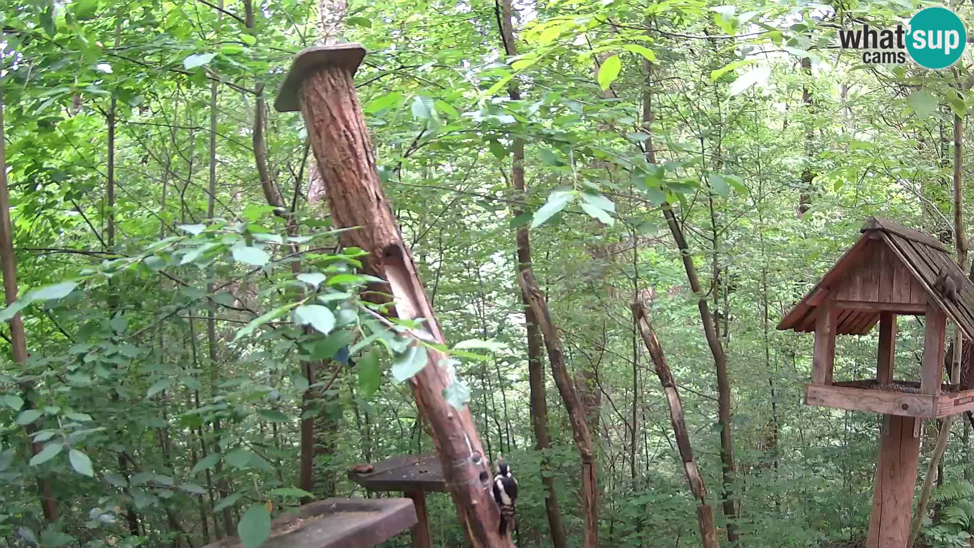 Krmilnice za ptiče v ZOO Ljubljana spletna kamera