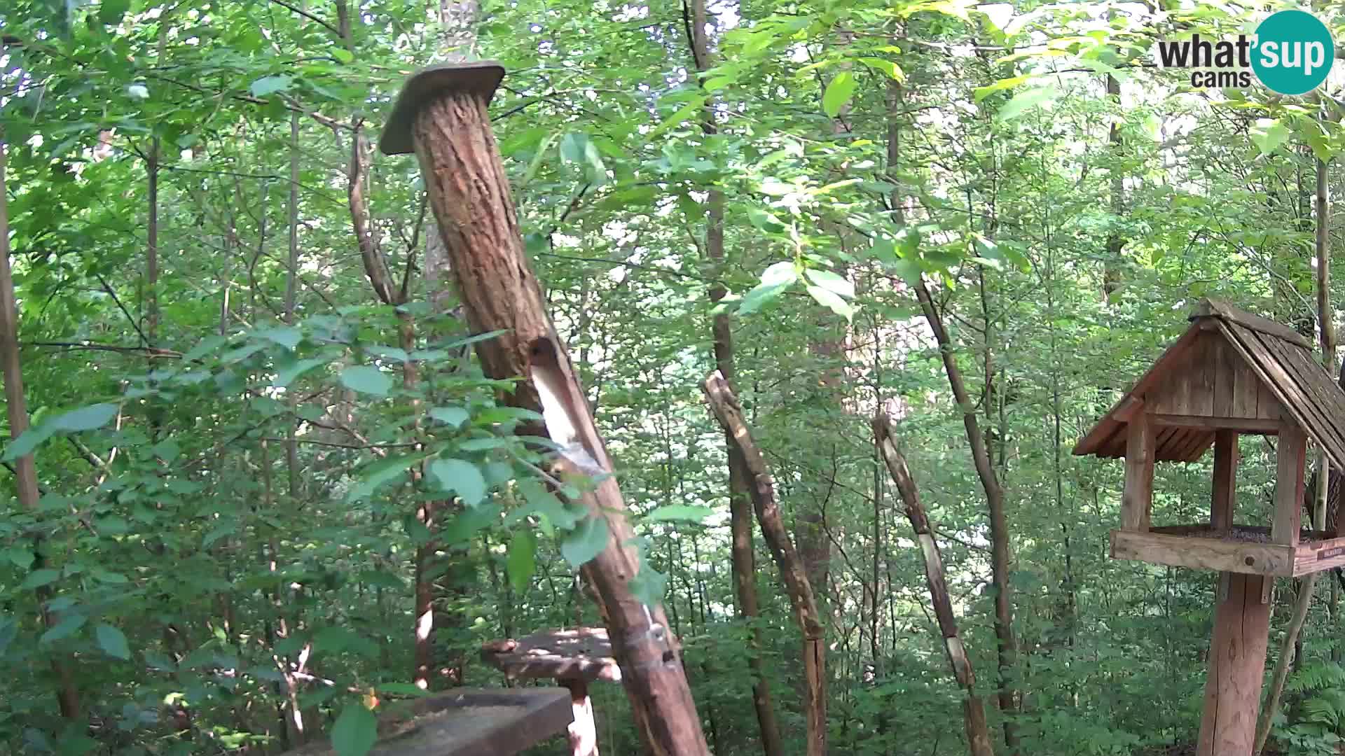 Hranilice za ptice u ZOO web kamera Ljubljana