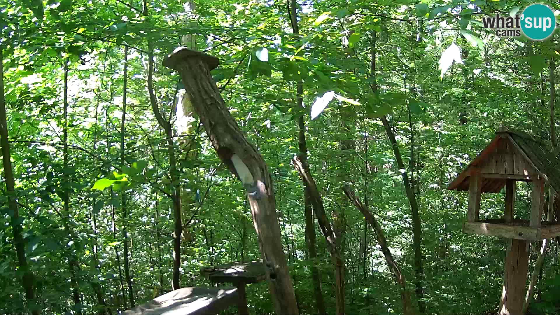 Bird feeders at ZOO Ljubljana webcam