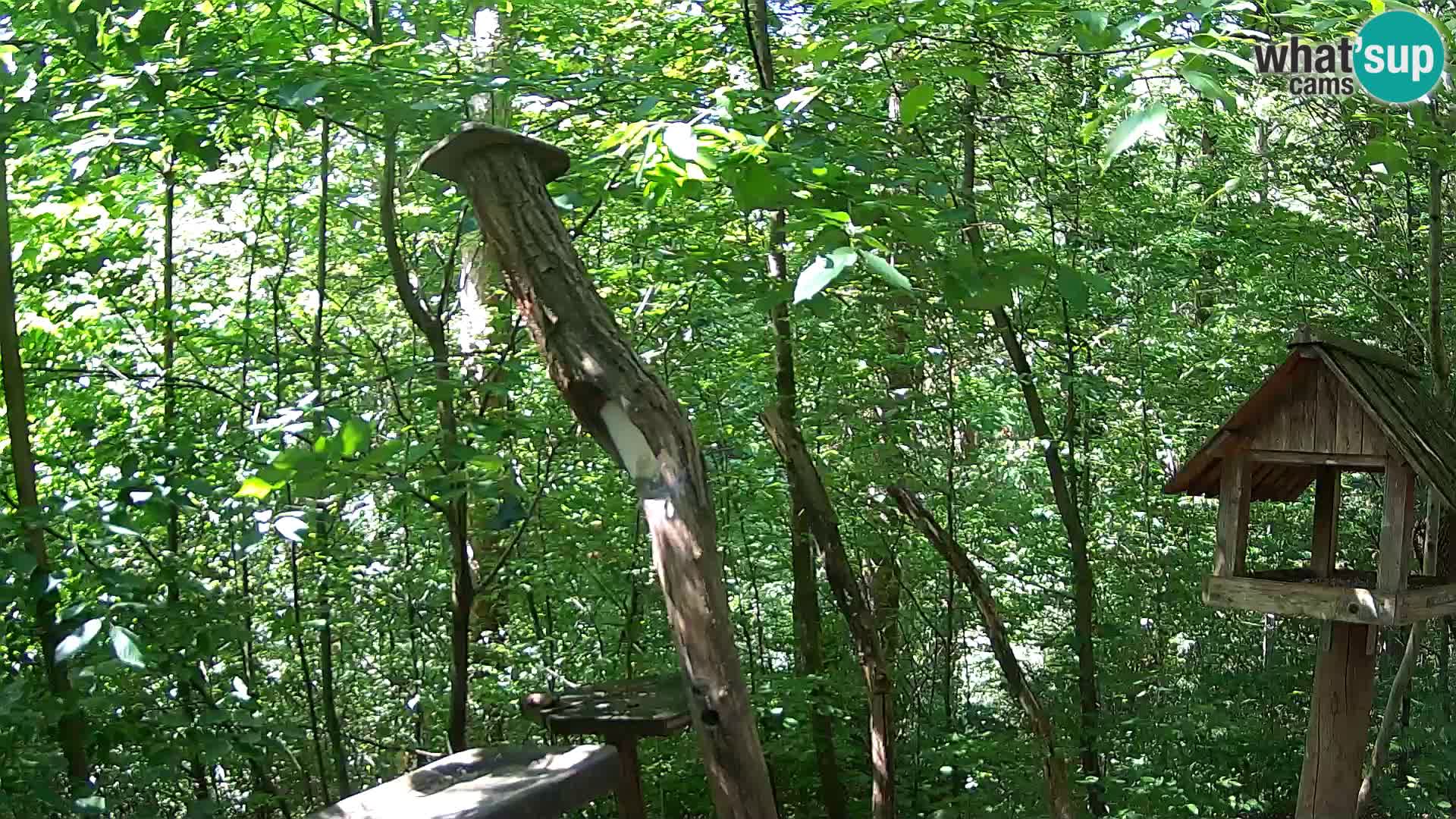 Bird feeders at ZOO Ljubljana webcam