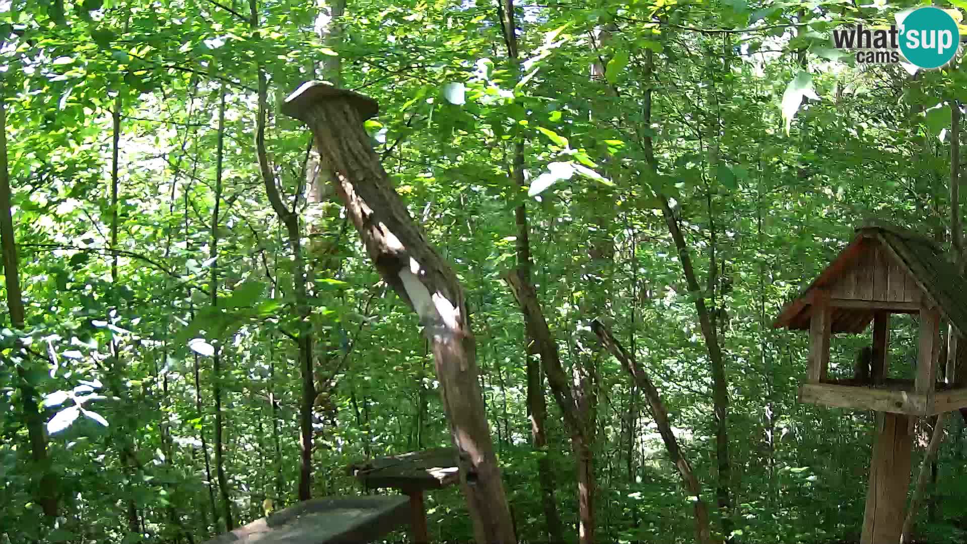 Bird feeders at ZOO Ljubljana webcam