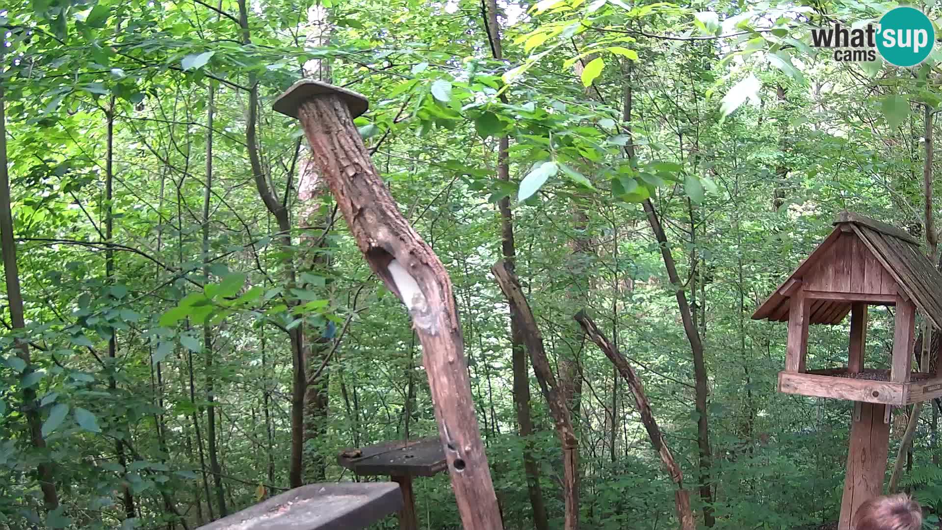 Krmilnice za ptiče v ZOO Ljubljana spletna kamera