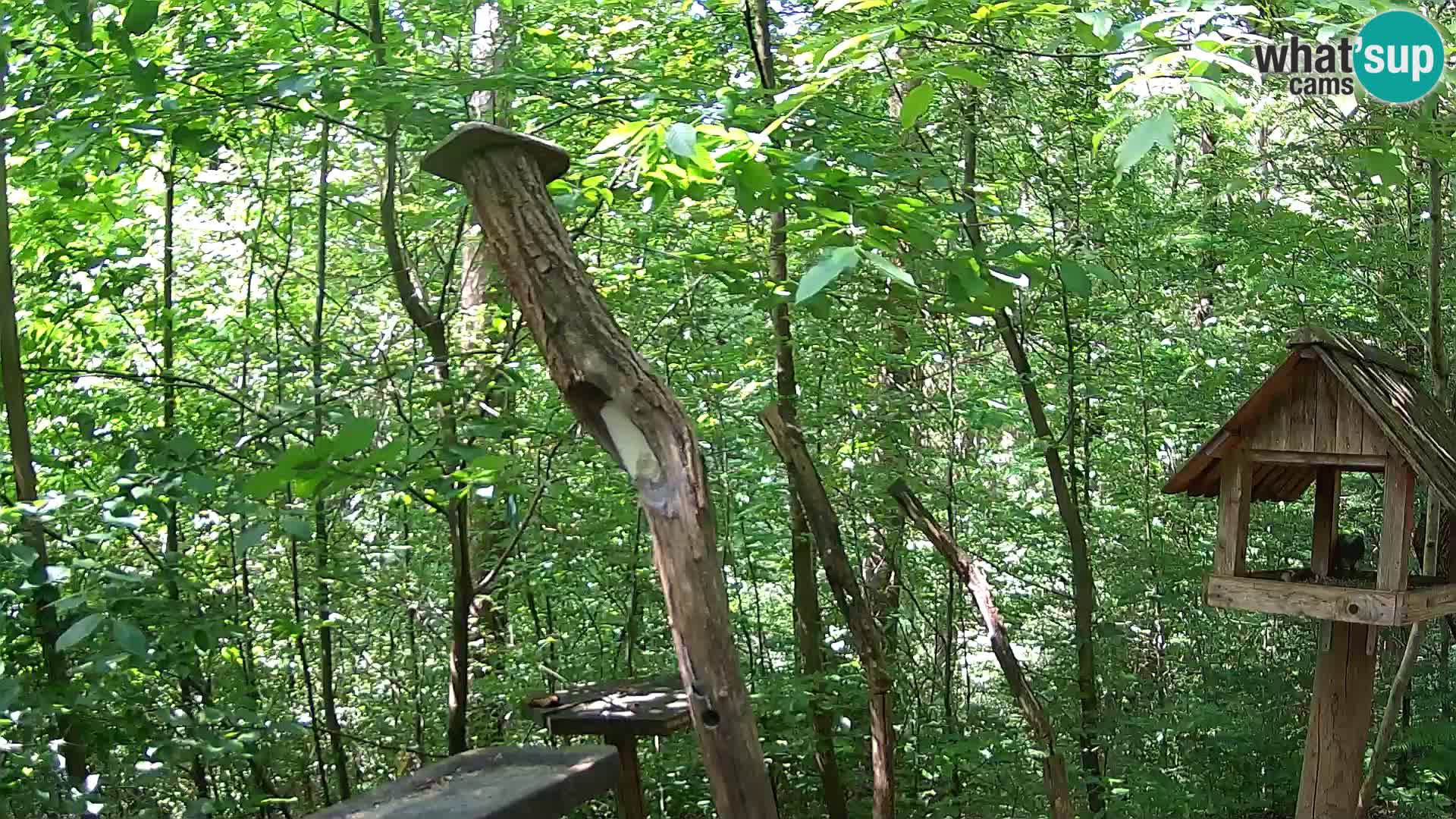 Bird feeders at ZOO Ljubljana webcam