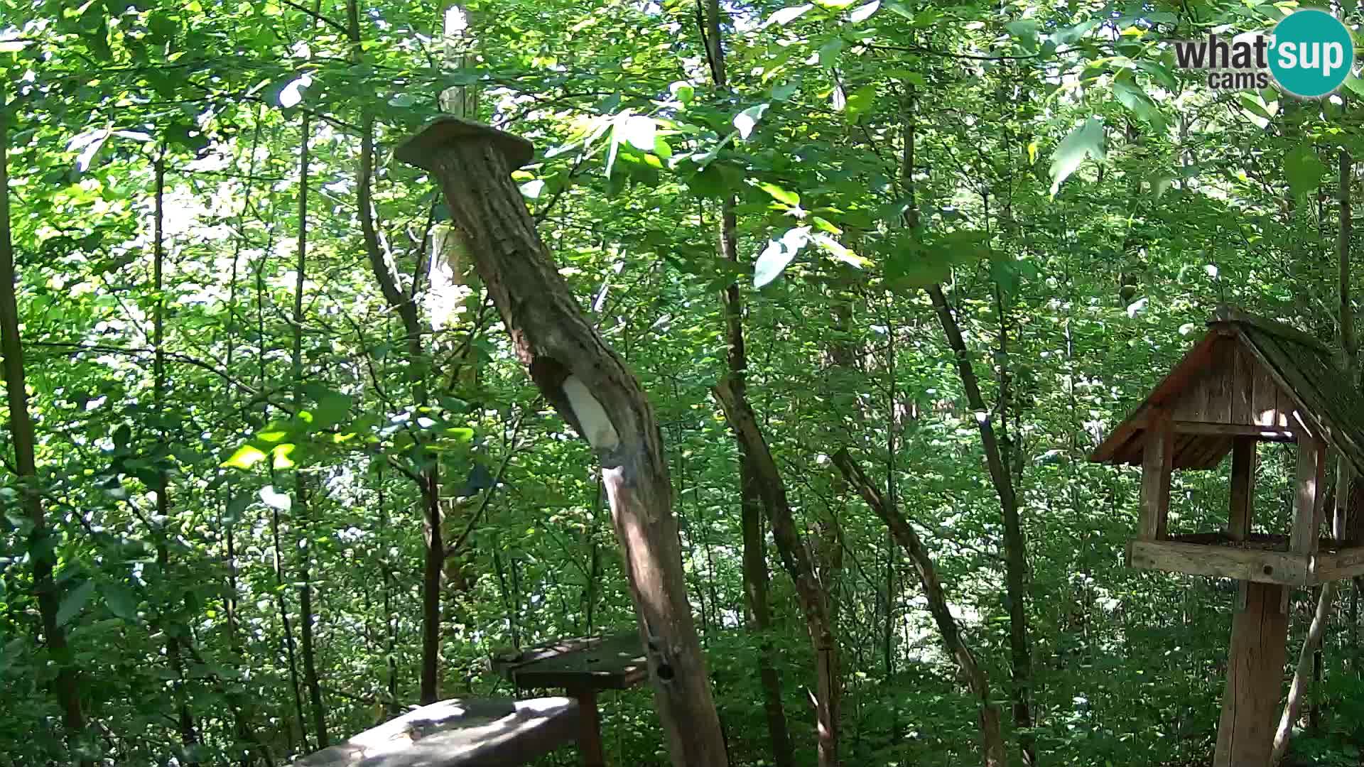 Bird feeders at ZOO Ljubljana webcam