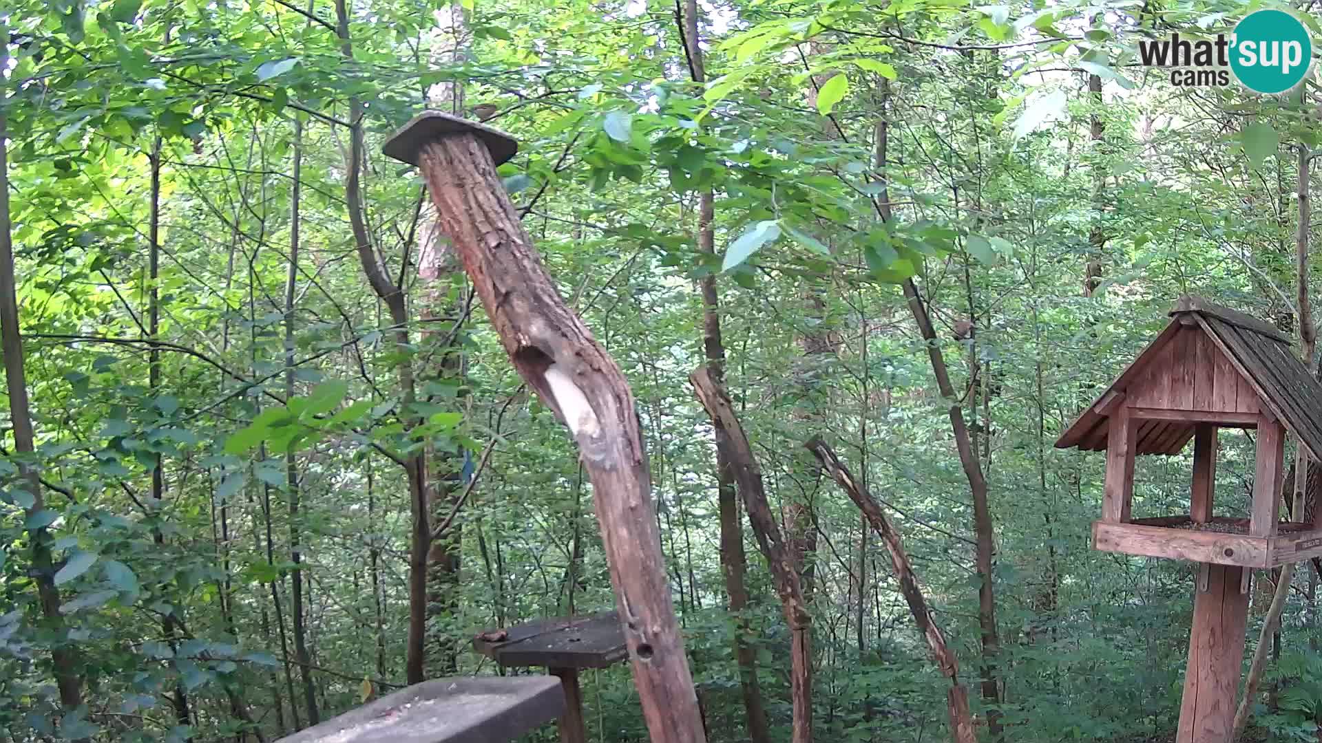 Mangiatoie per uccelli allo ZOO di Lubiana livecam