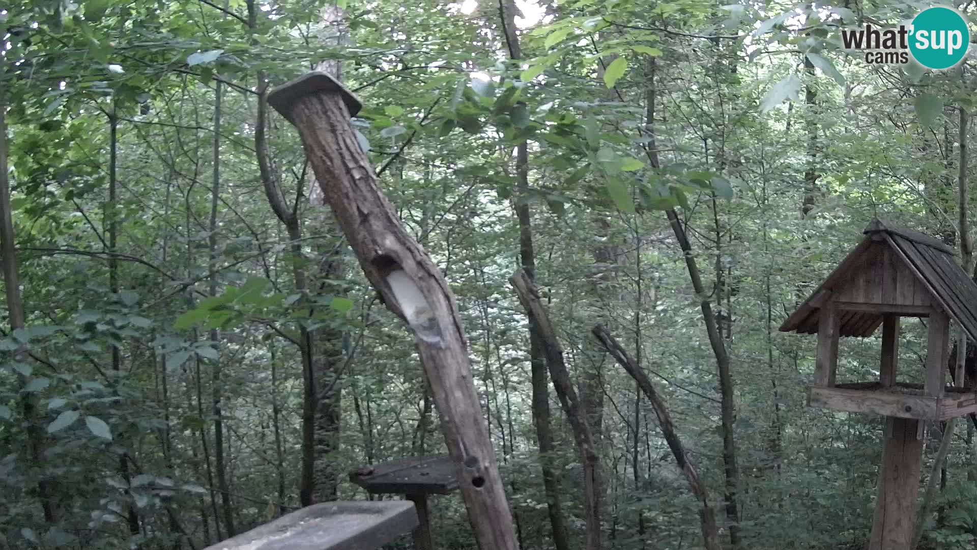 Vogelfutterhäuschen im ZOO webcam Ljubljana