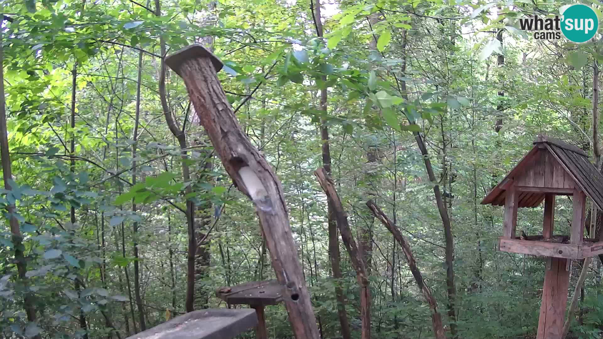 Krmilnice za ptiče v ZOO Ljubljana spletna kamera