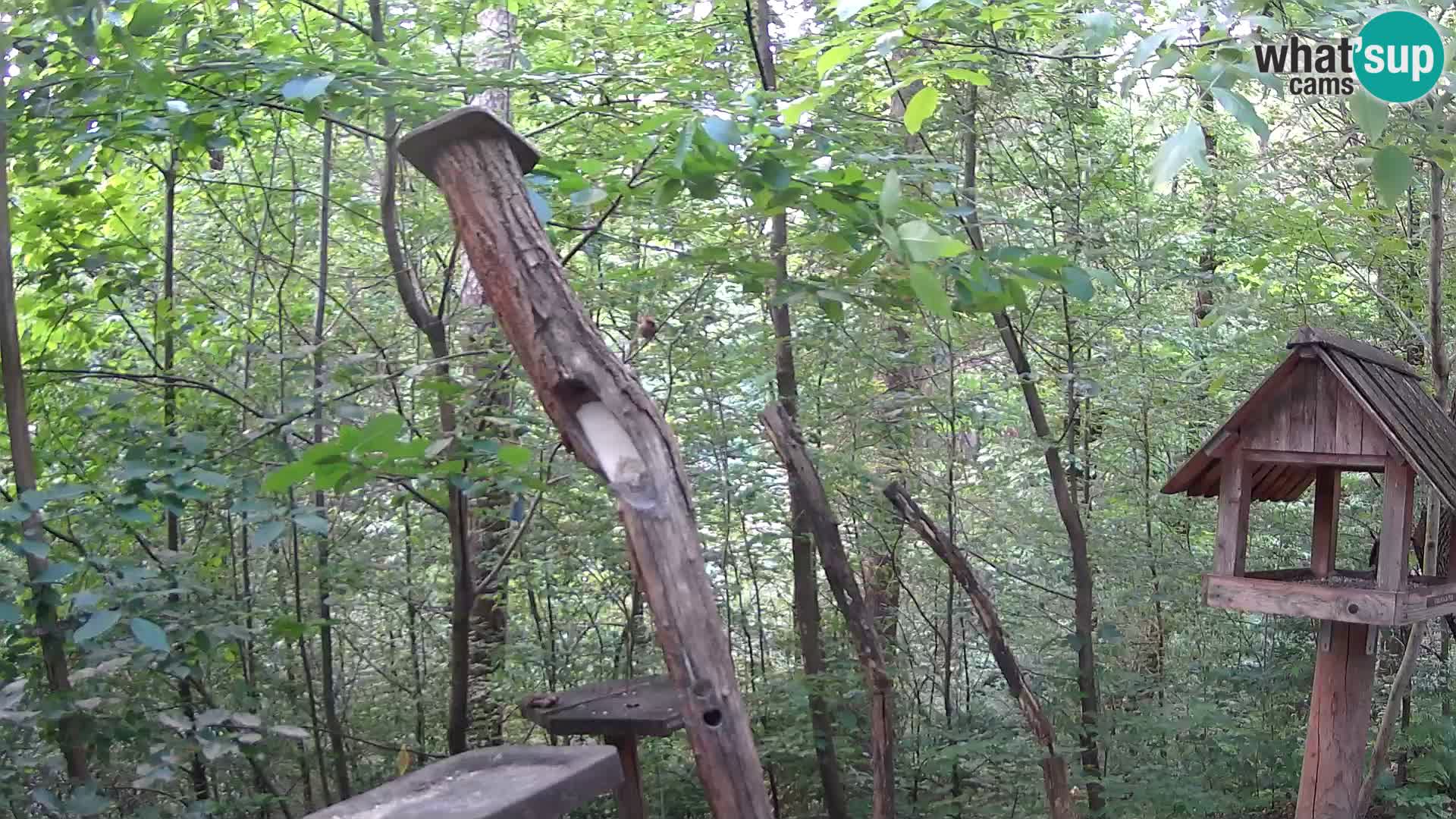 Krmilnice za ptiče v ZOO Ljubljana spletna kamera