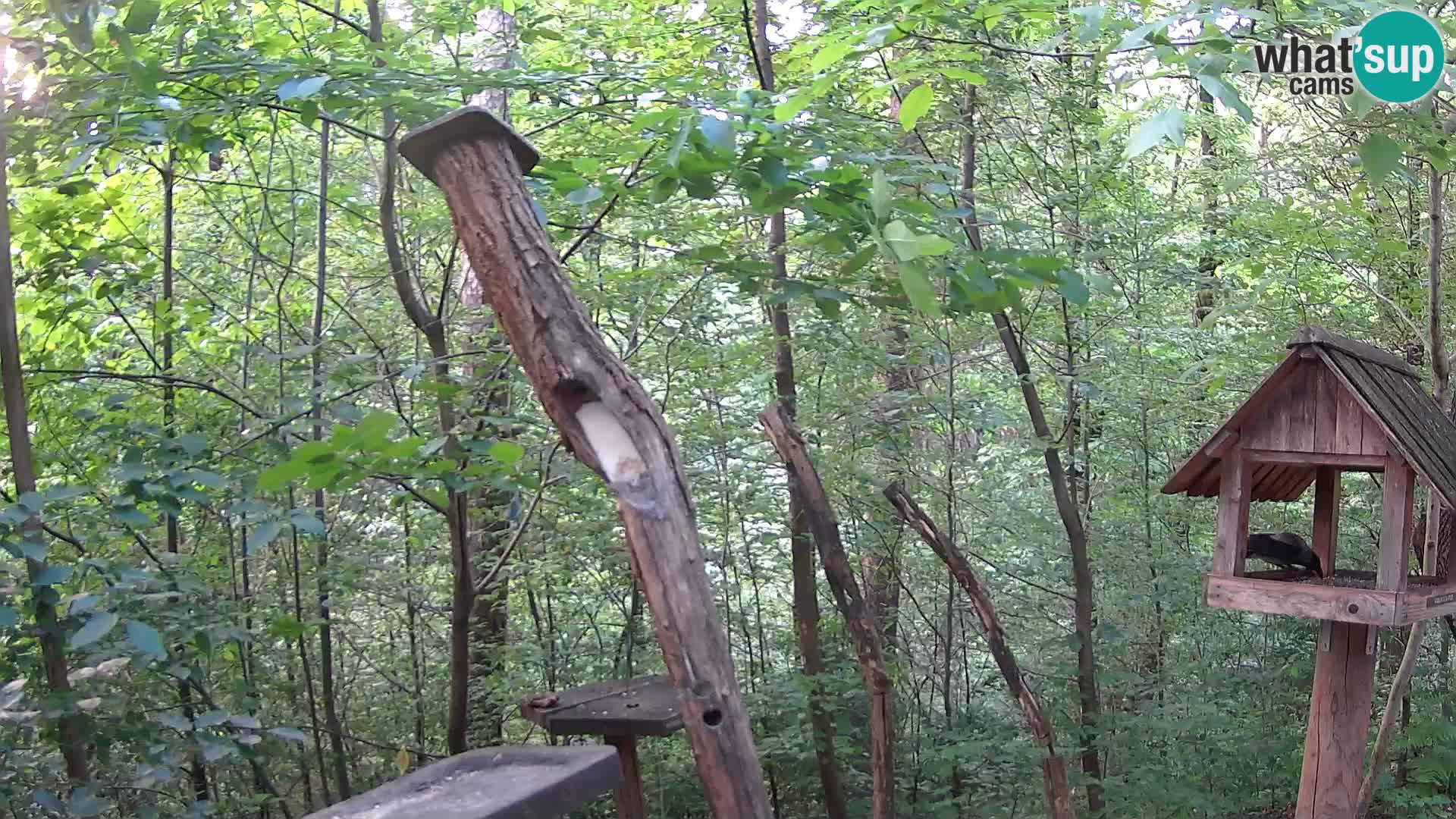 Bird feeders at ZOO Ljubljana webcam
