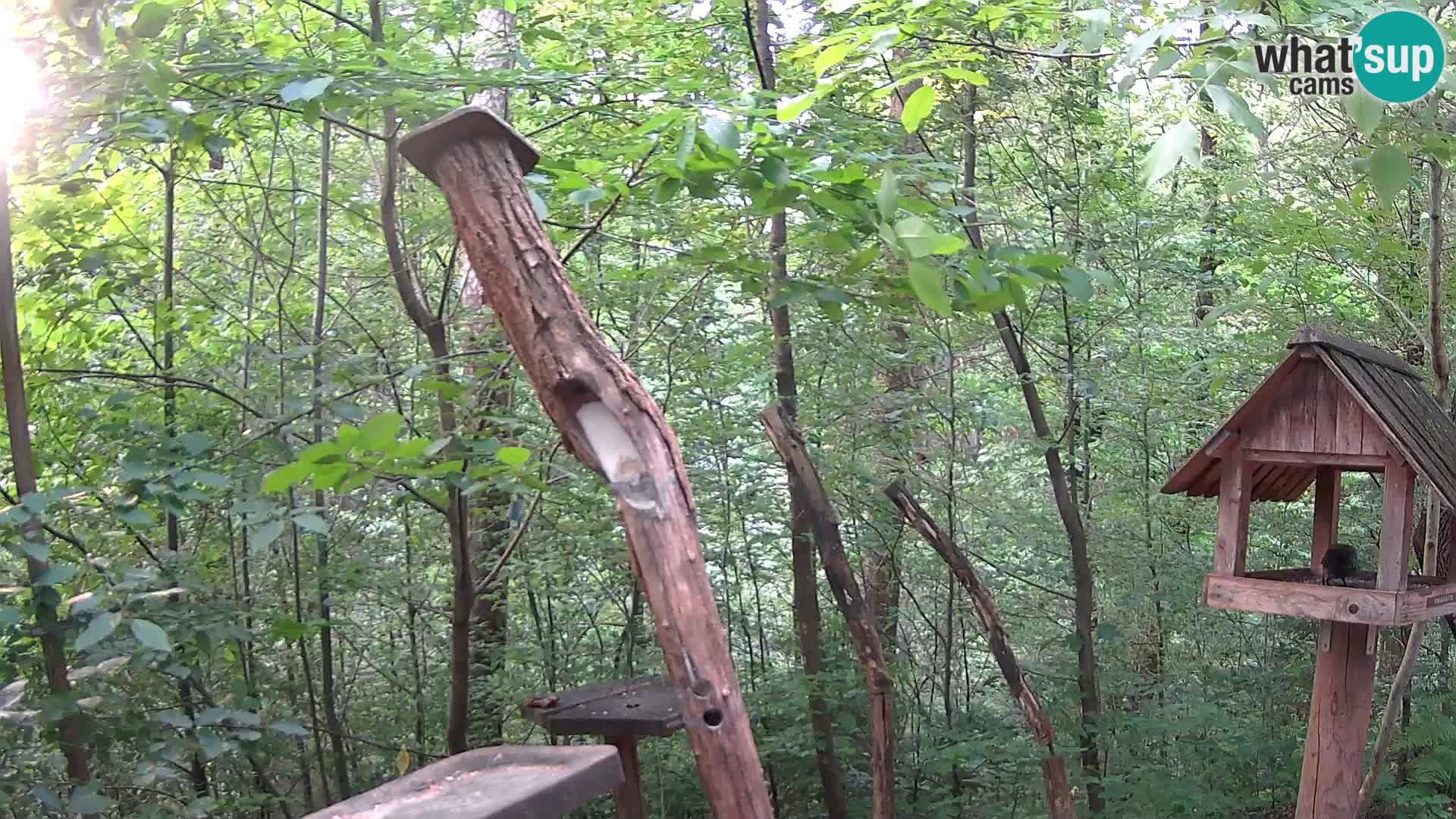 Mangeoires pour oiseaux au ZOO live webcam Ljubljana