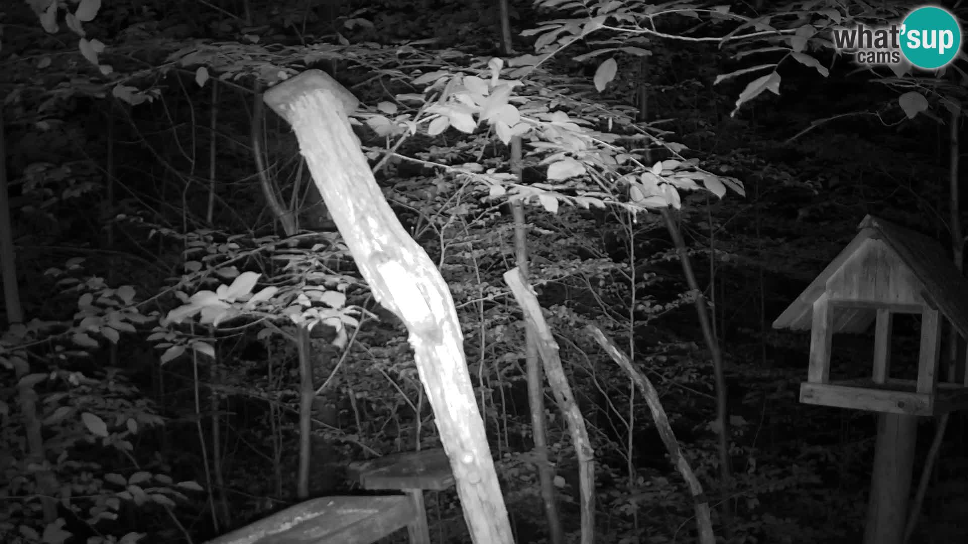Mangeoires pour oiseaux au ZOO live webcam Ljubljana