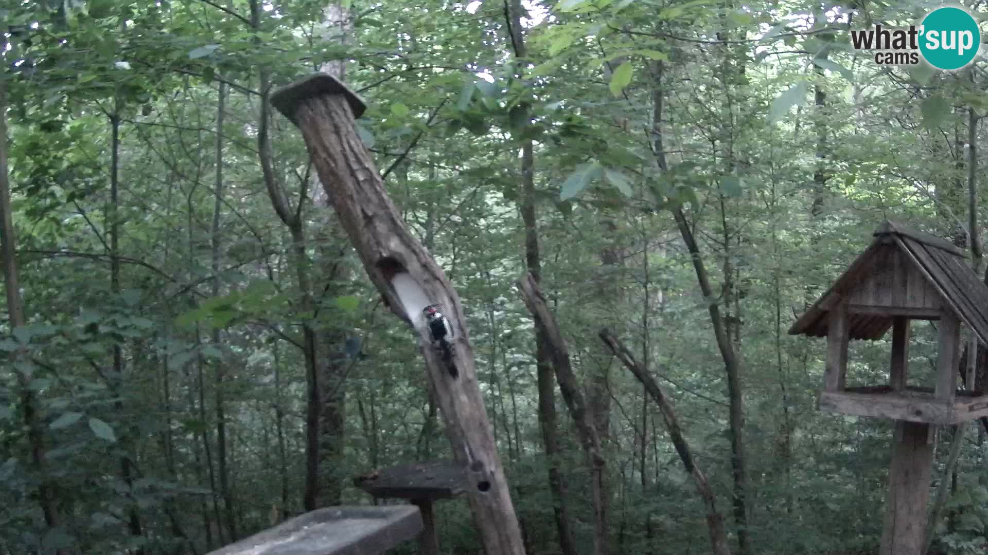 Mangiatoie per uccelli allo ZOO di Lubiana livecam