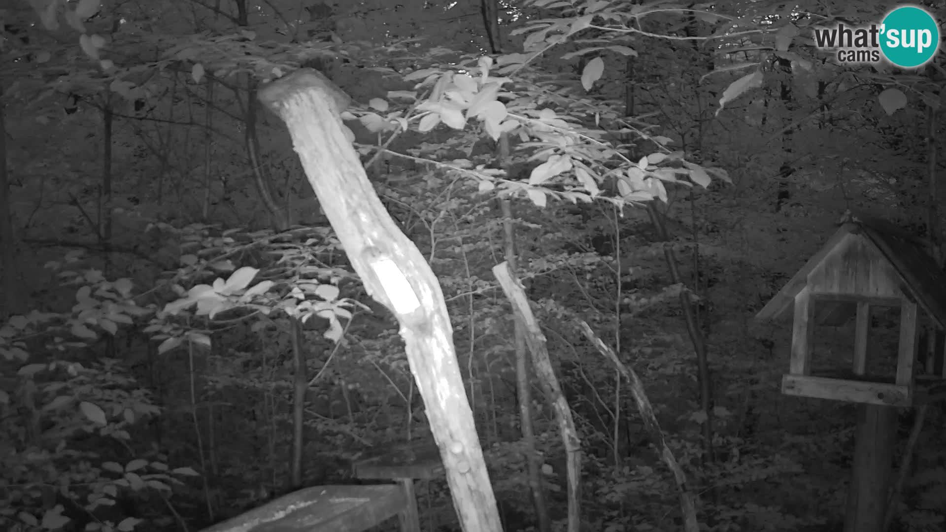 Bird feeders at ZOO Ljubljana webcam