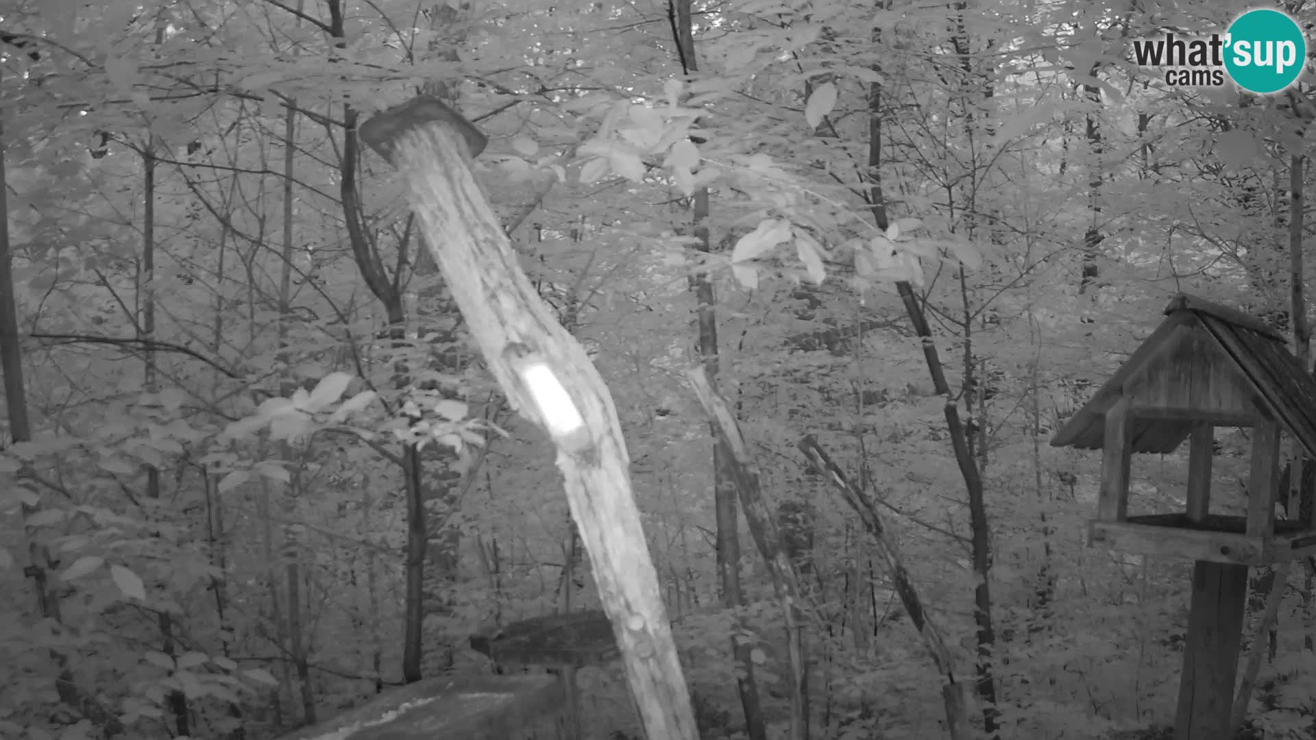 Vogelfutterhäuschen im ZOO webcam Ljubljana
