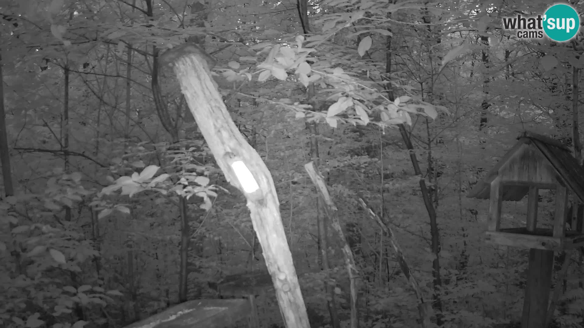 Bird feeders at ZOO Ljubljana webcam