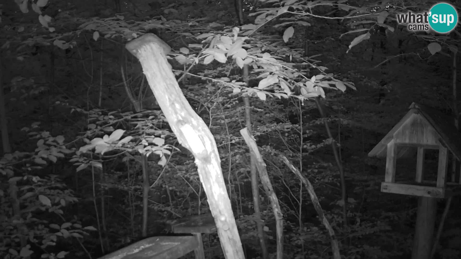 Vogelfutterhäuschen im ZOO webcam Ljubljana