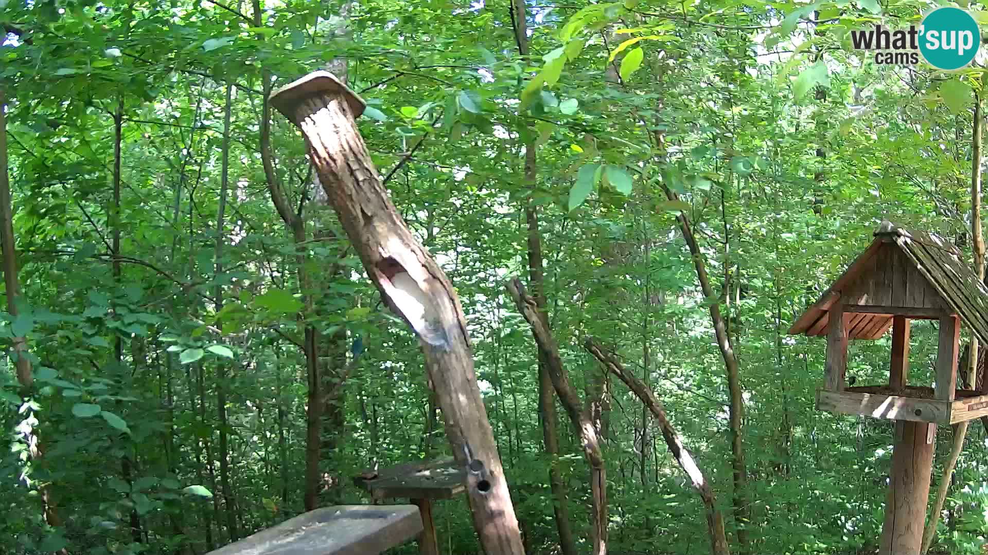 Bird feeders at ZOO Ljubljana webcam