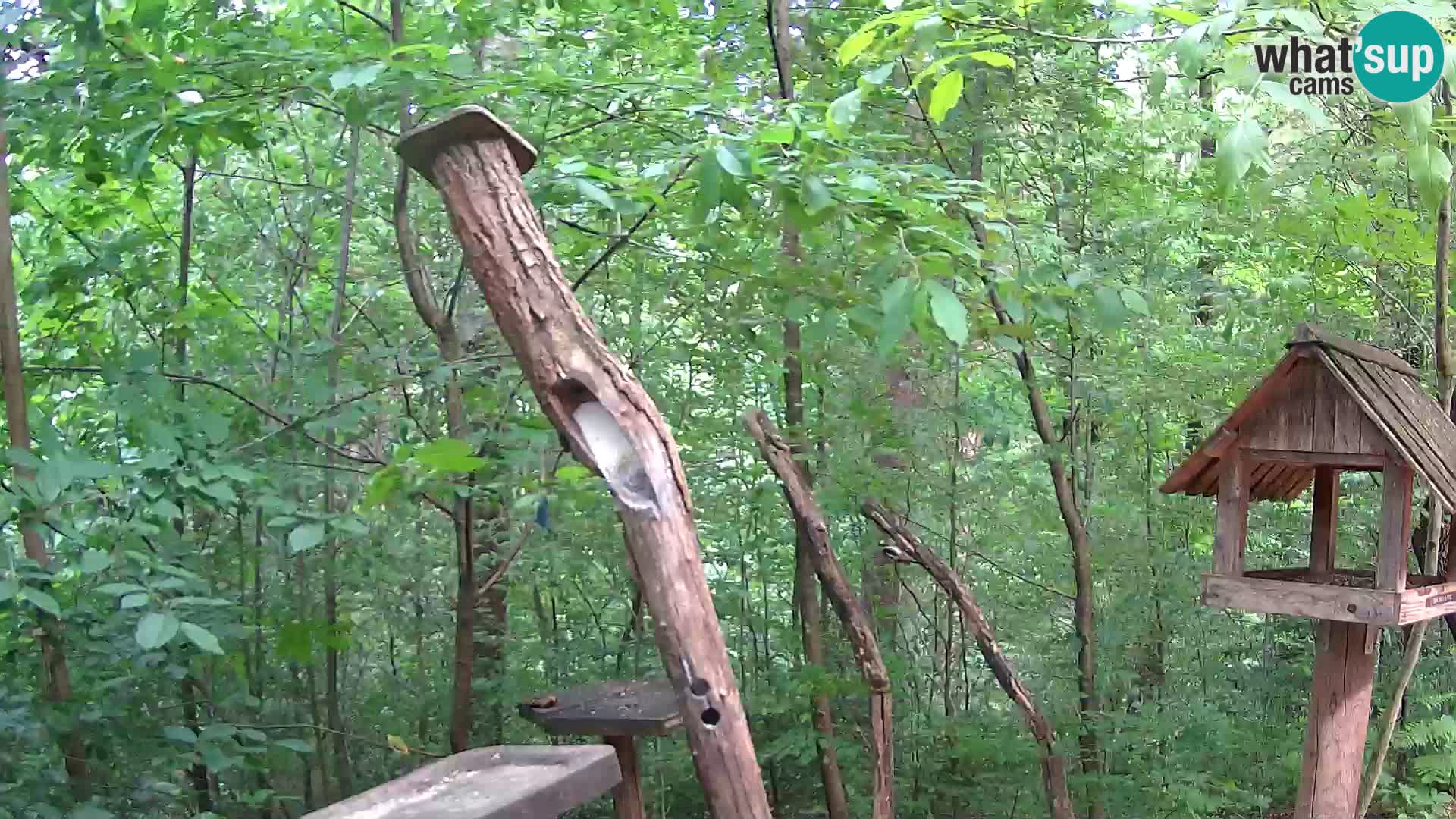 Hranilice za ptice u ZOO web kamera Ljubljana